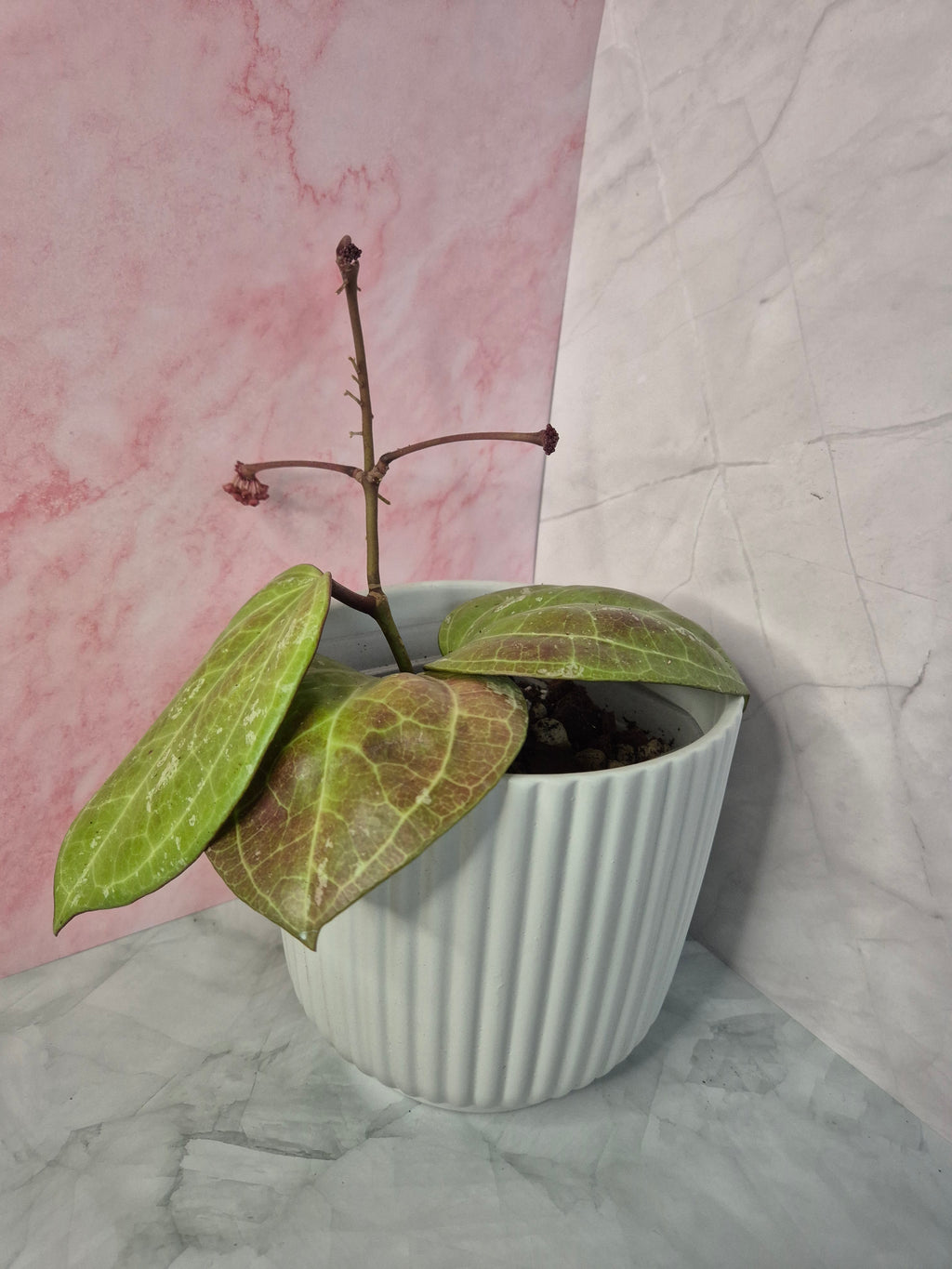 Hoya Sarawak Cream #4