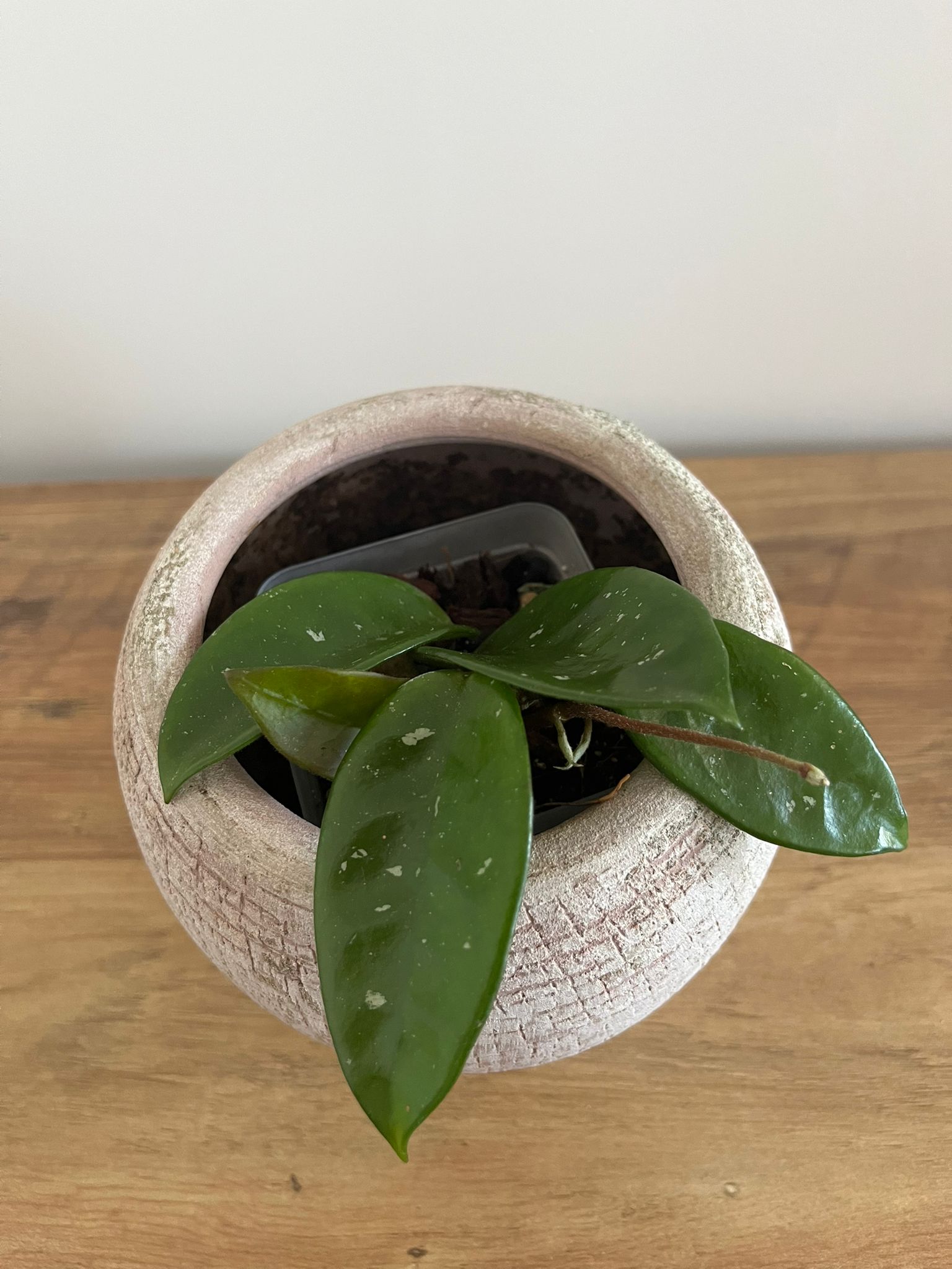 Hoya Carnosa #1