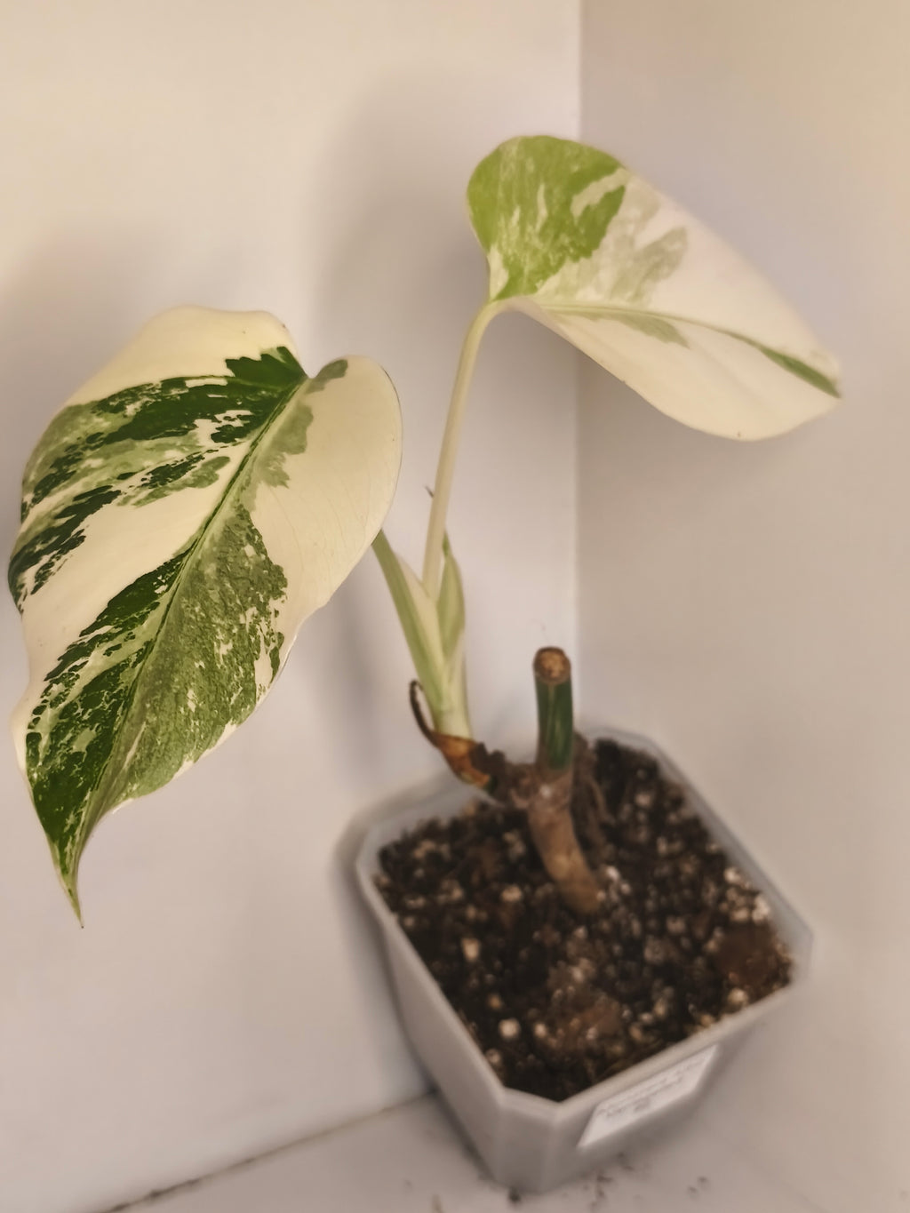 Monstera Albo Variegated #2