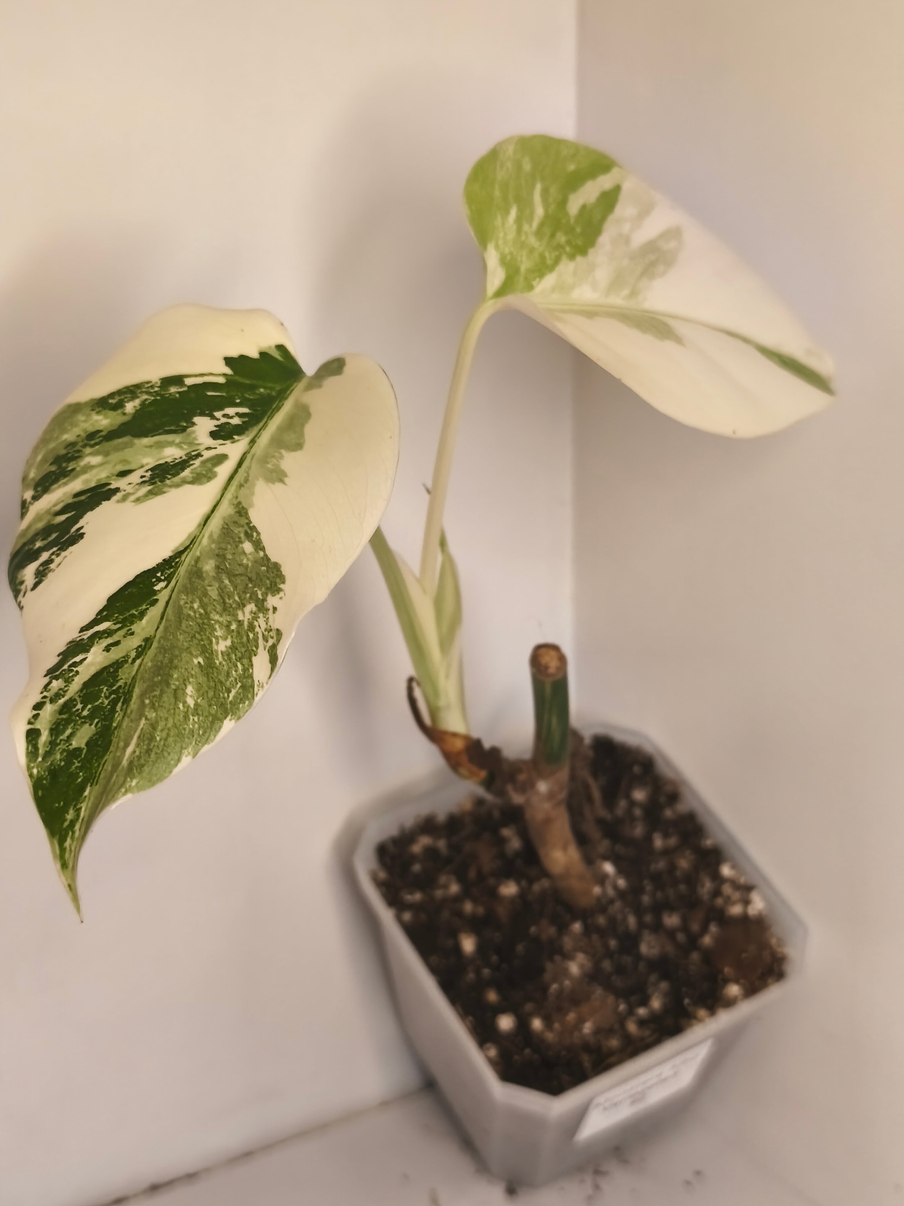 Monstera Albo Variegated #2