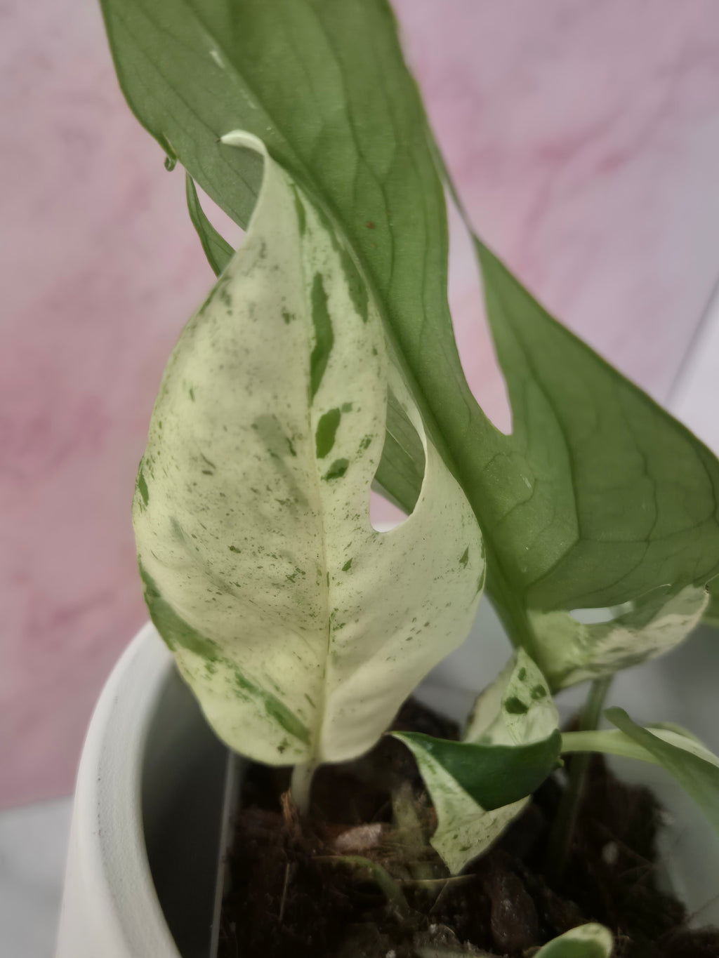 Epipremnum Pinnatum Marble King #1
