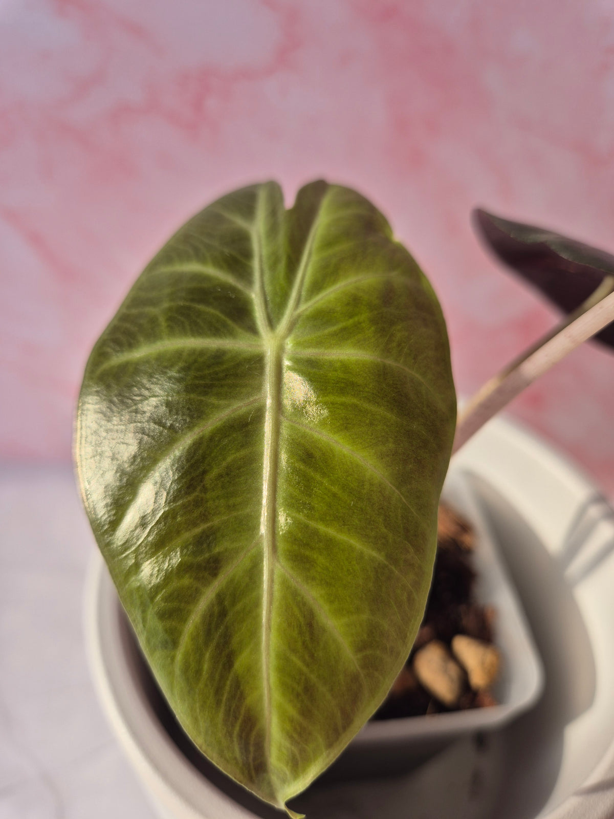 Alocasia Pink Dragon #8