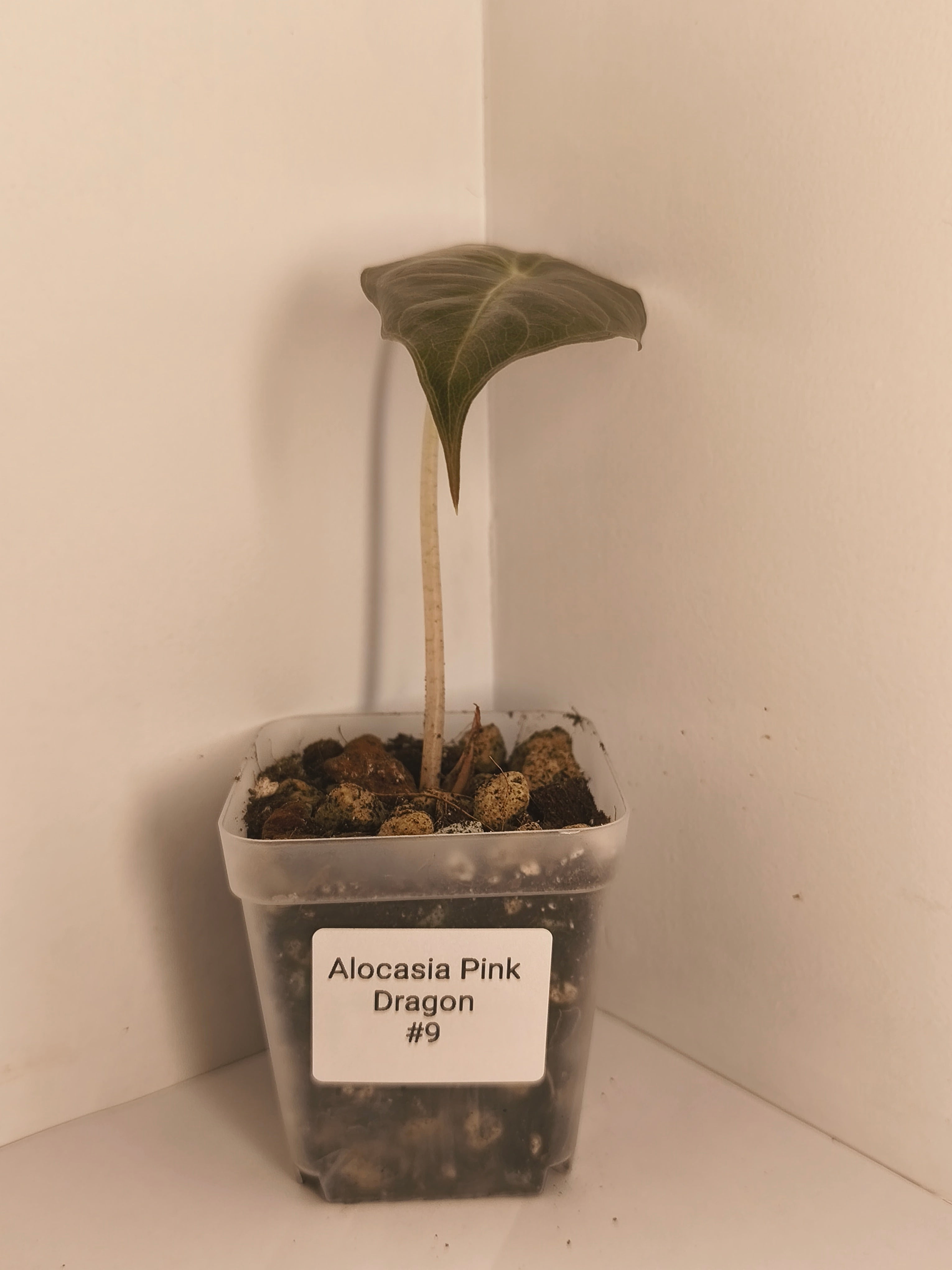 Alocasia Pink Dragon #9