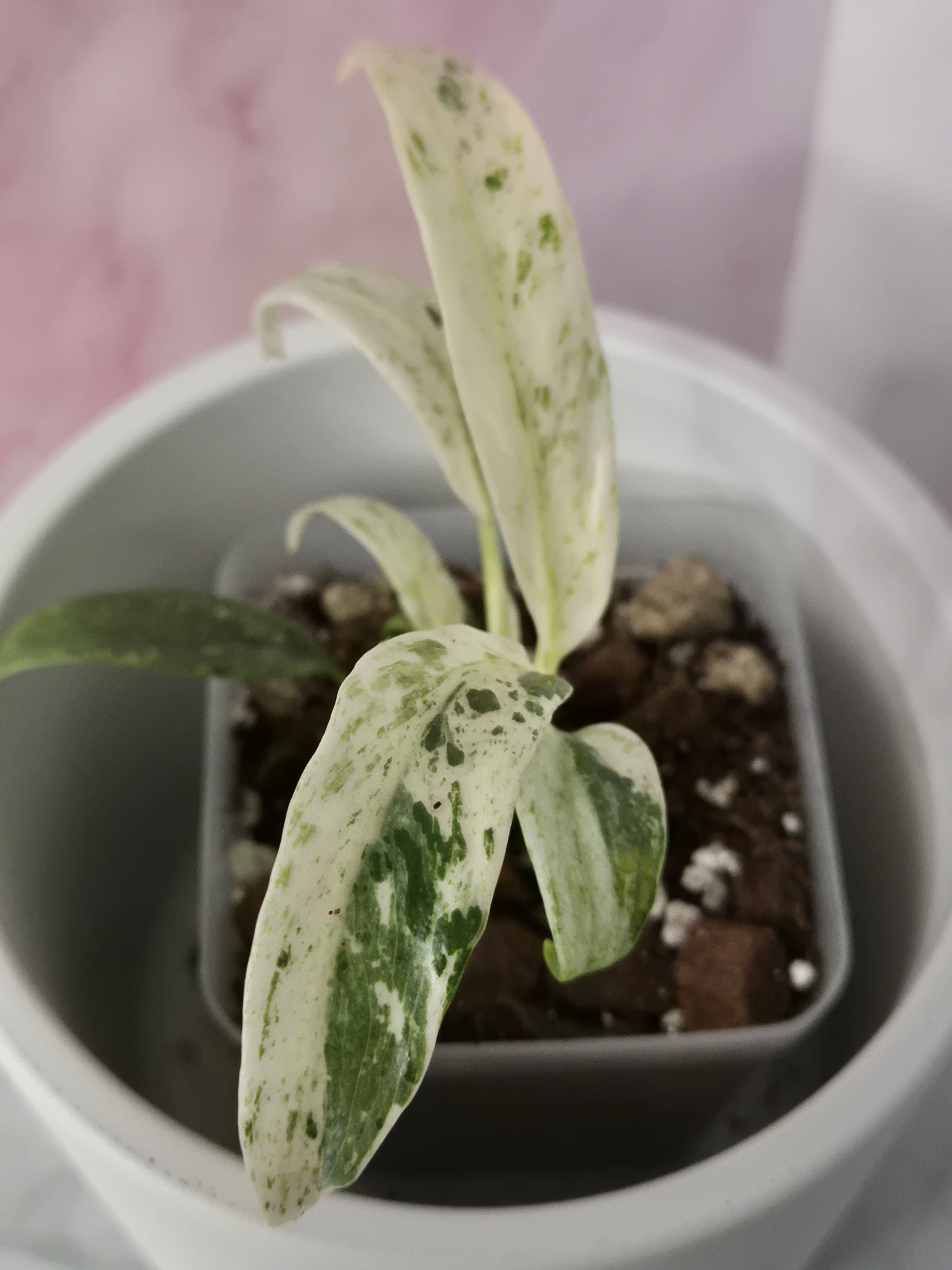 Rhaphidophora Puberula Variegata #10