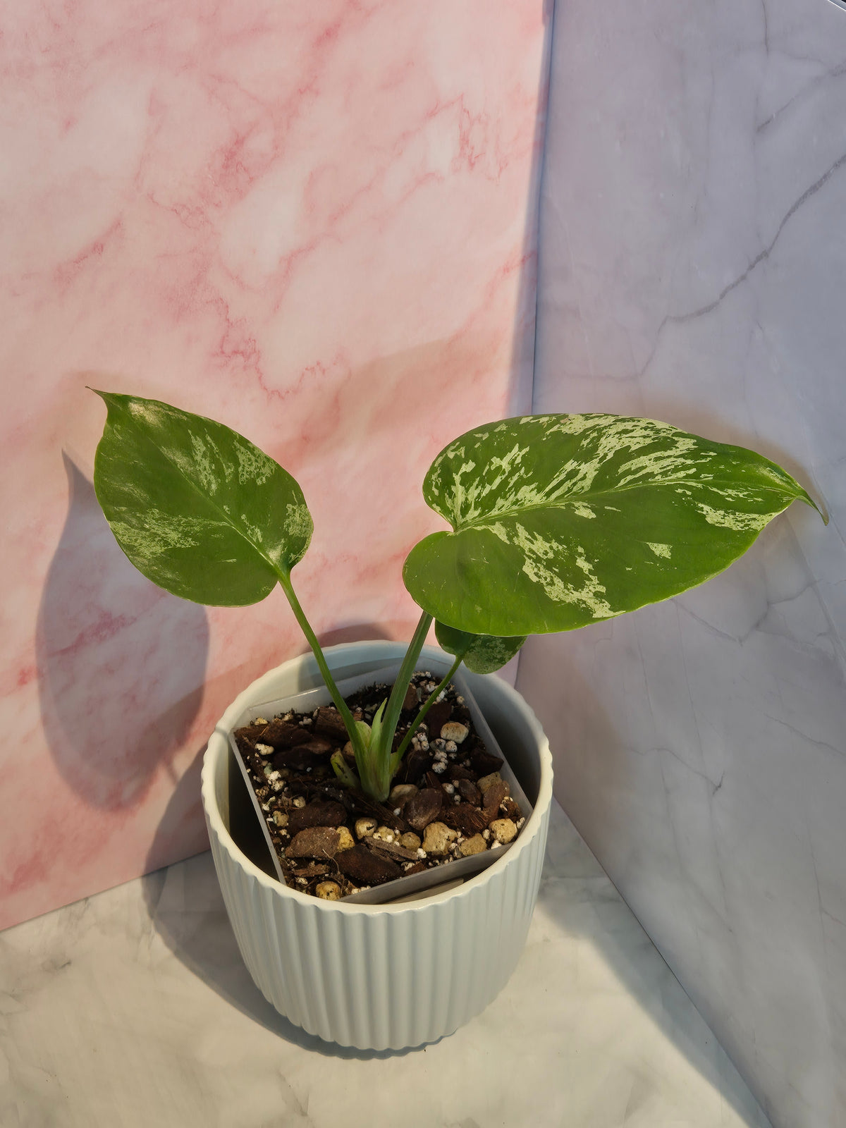 Monstera Deliciosa Bulbasaur #2