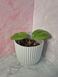 Hoya Sarawak Cream #3