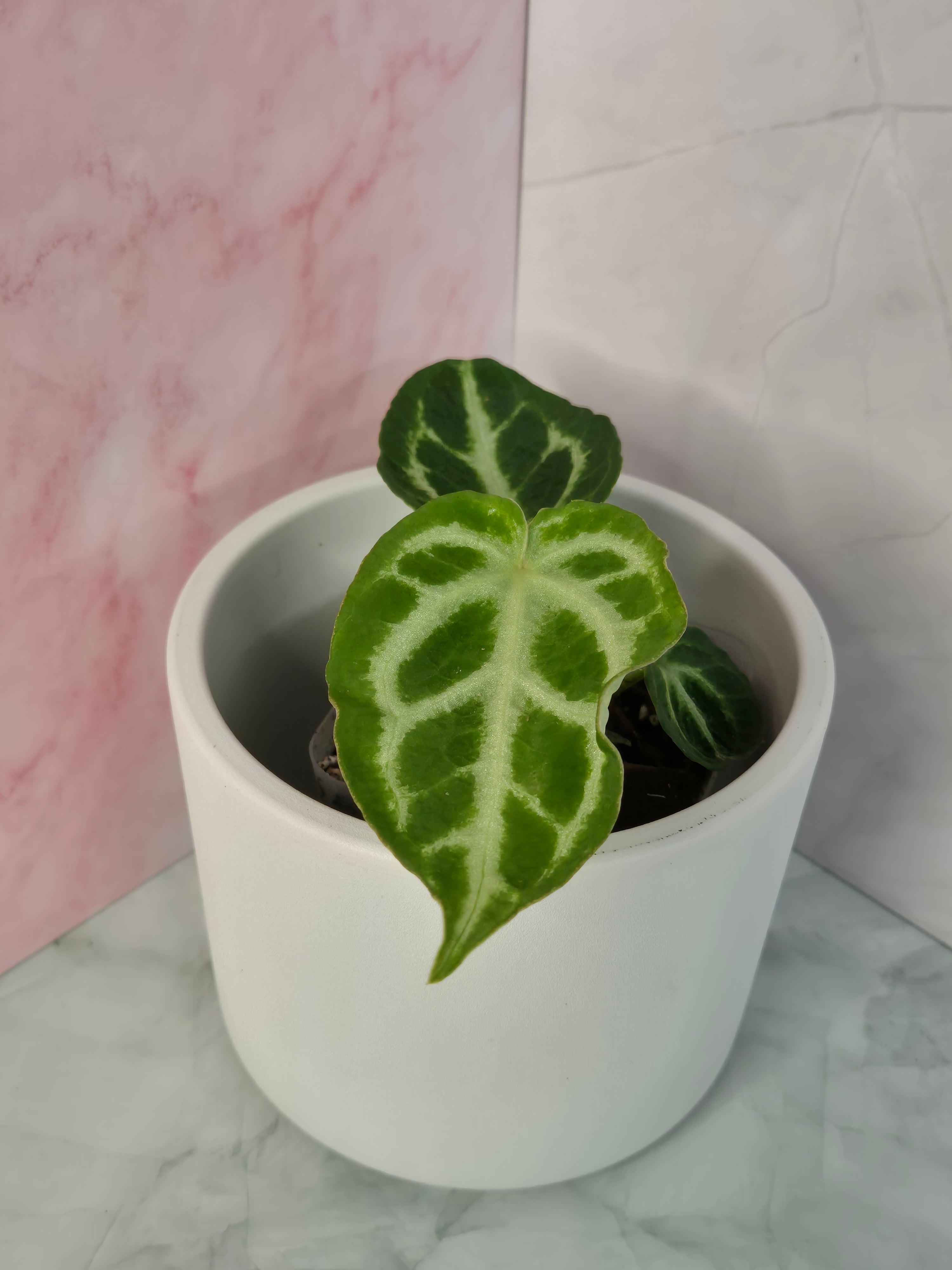 Anthurium Crystallinum #4