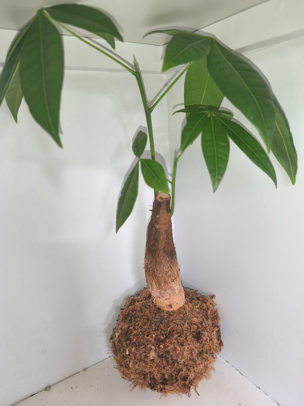 Kokedama #3