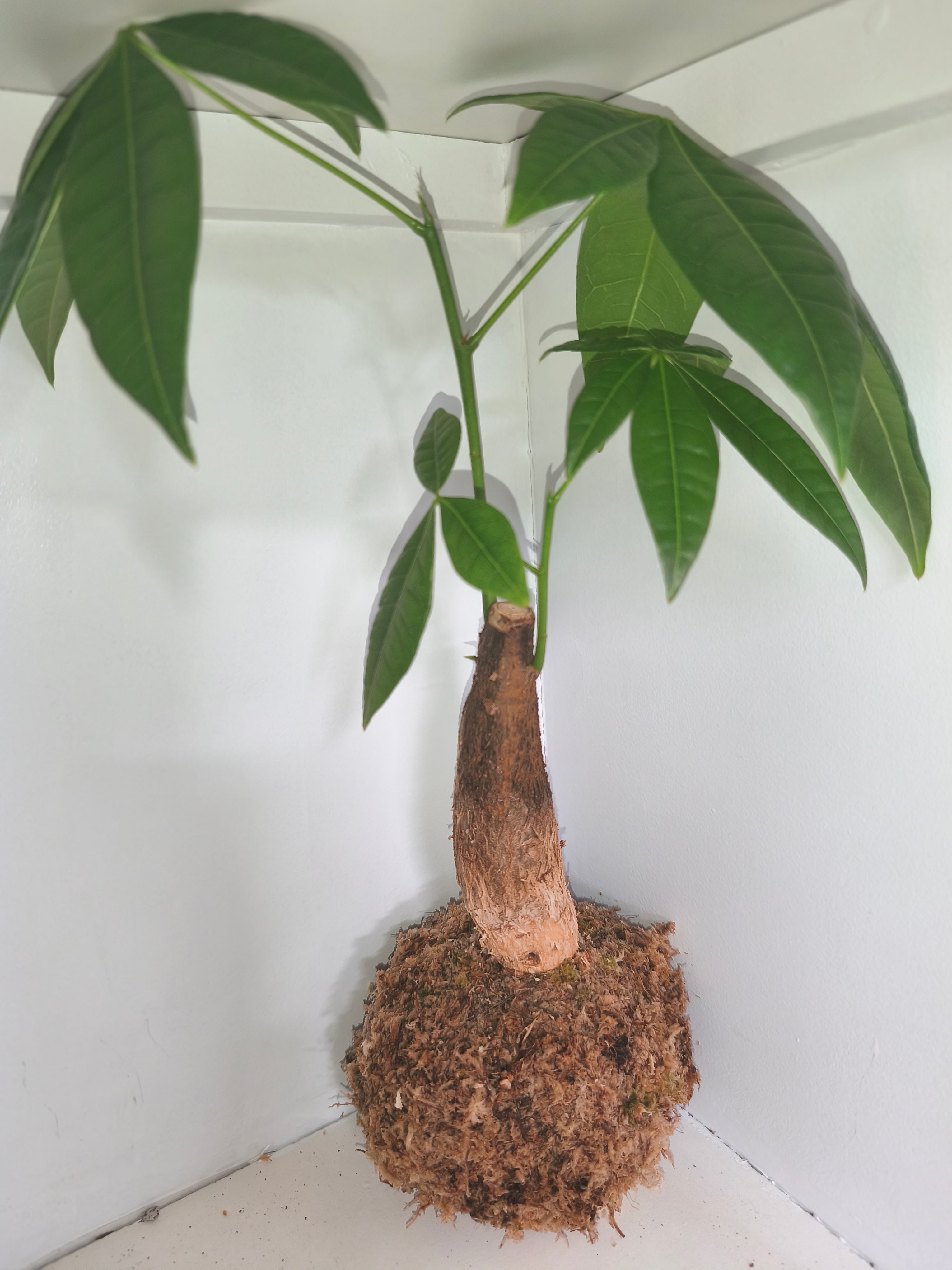 Kokedama #3