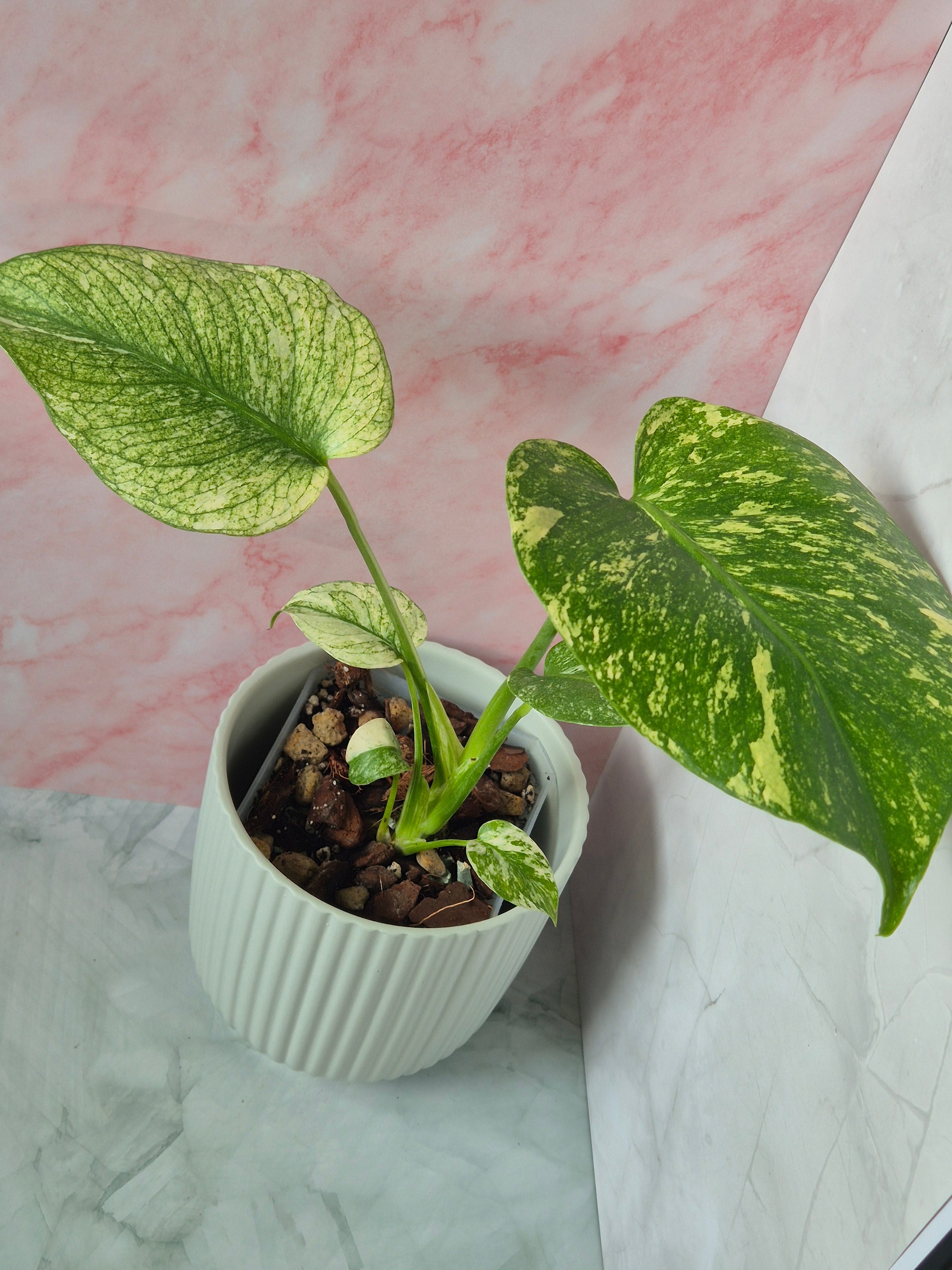 Monstera Mint #3