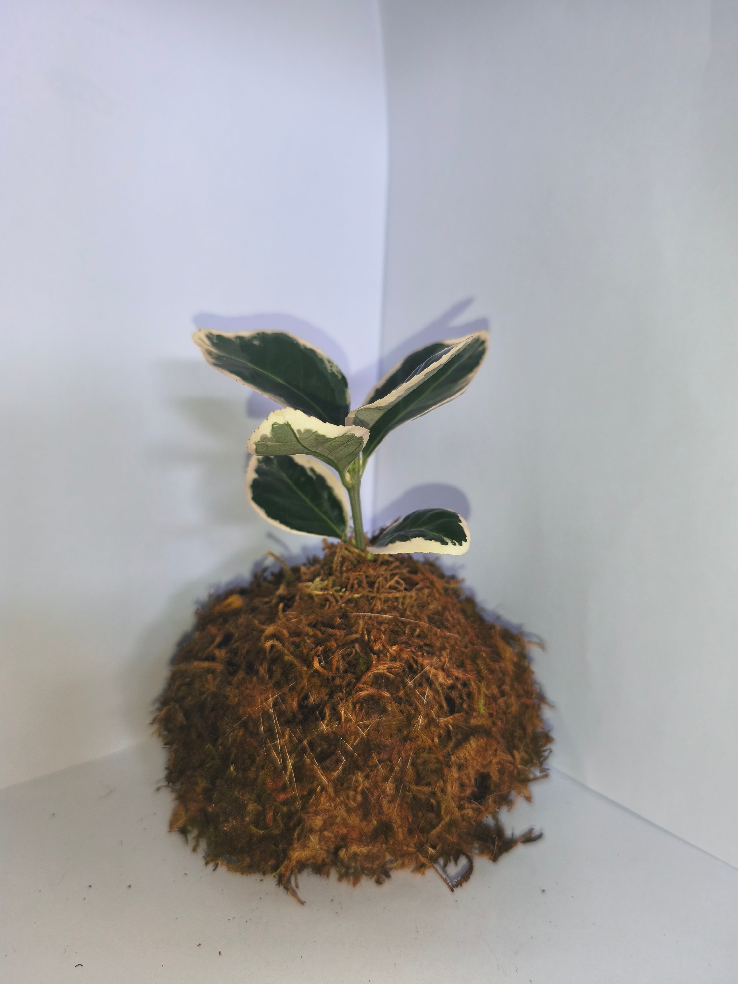 Kokedama #1