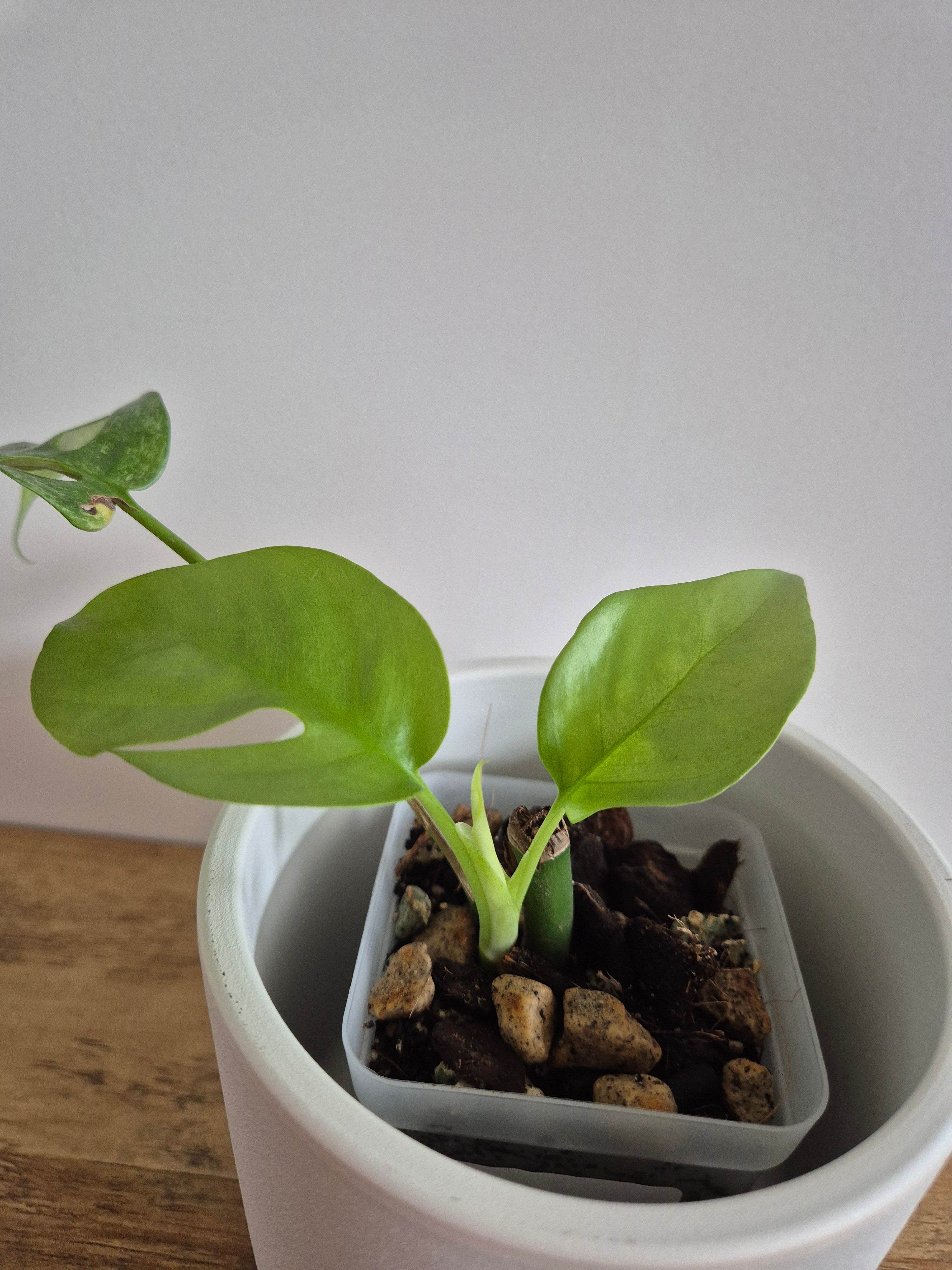 Monstera Minima #2 (Rhaphidophora Tetrasperma)