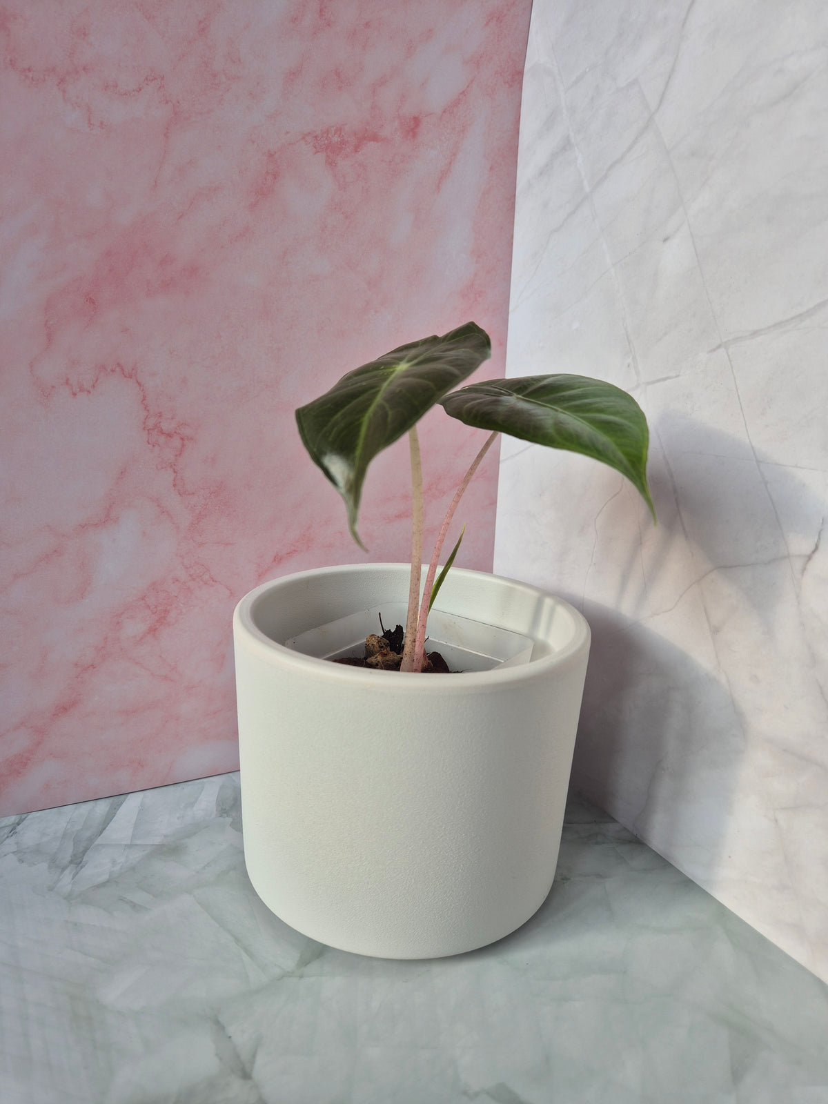 Alocasia Pink Dragon #10