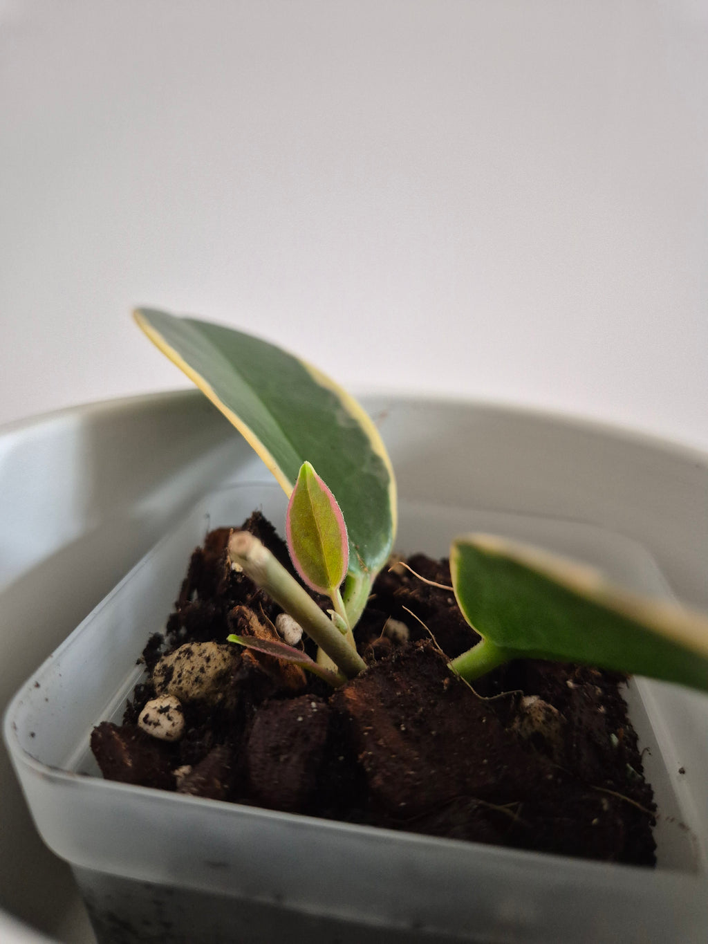 Hoya Australis Variegated #6