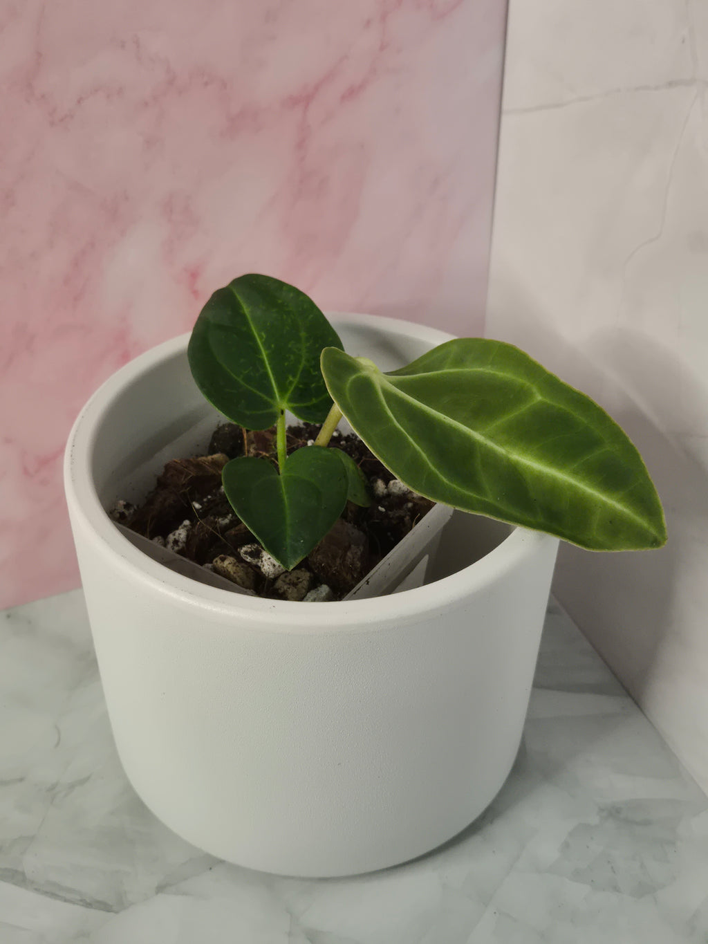 Anthurium Regale #16