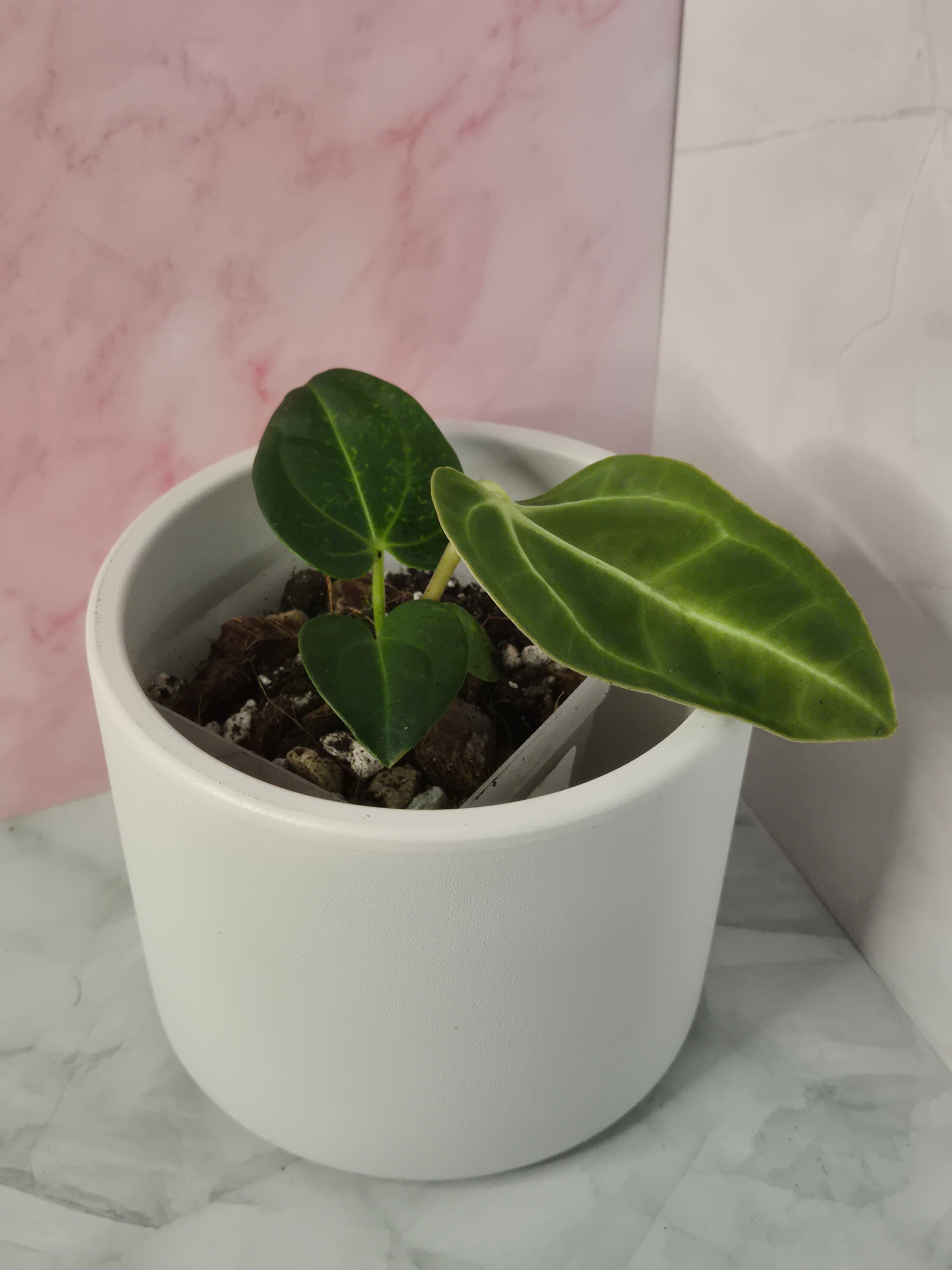 Anthurium Regale #16