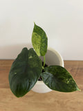 Alocasia Dragon Scale mint #6