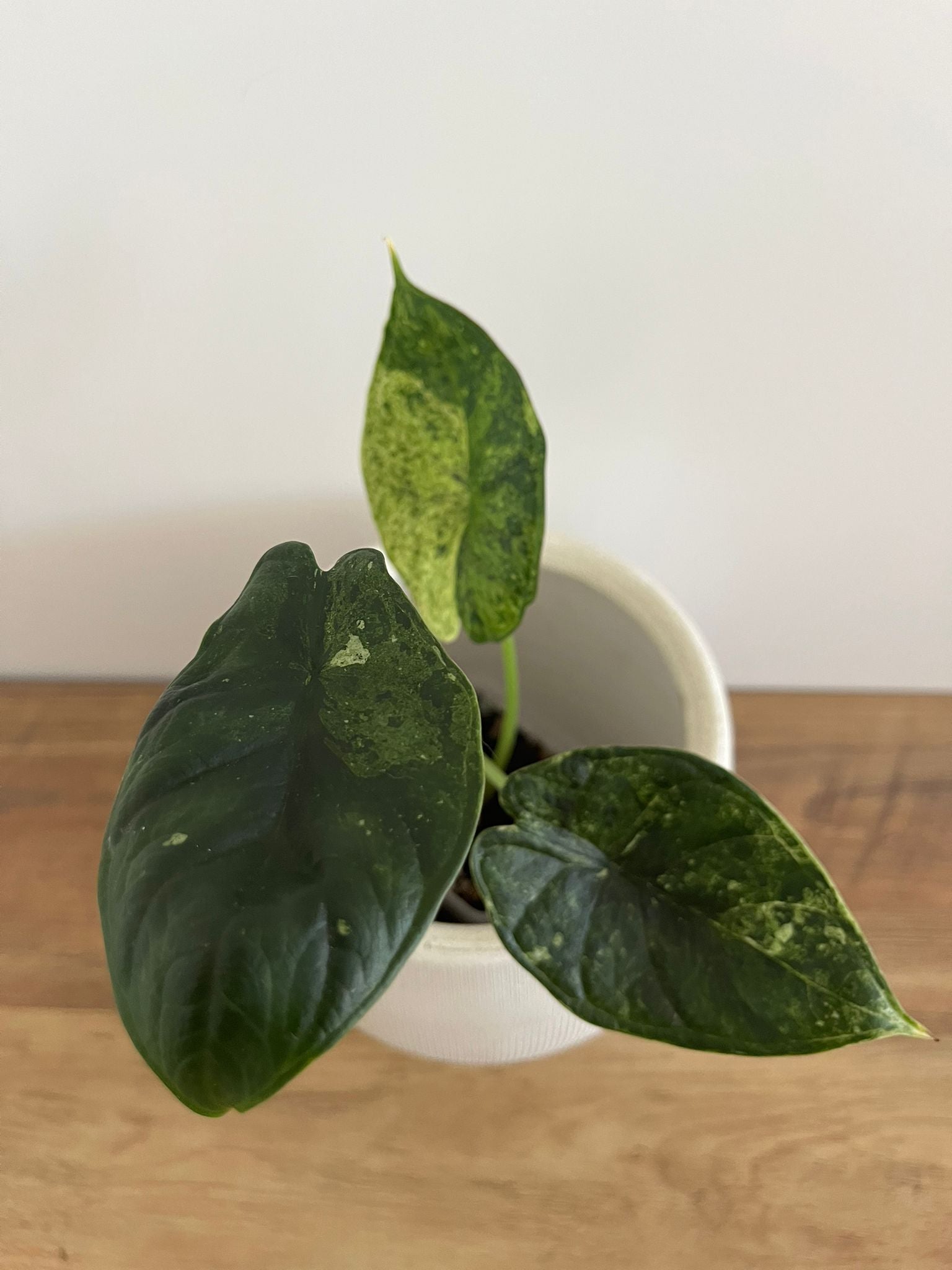 Alocasia Dragon Scale mint #6