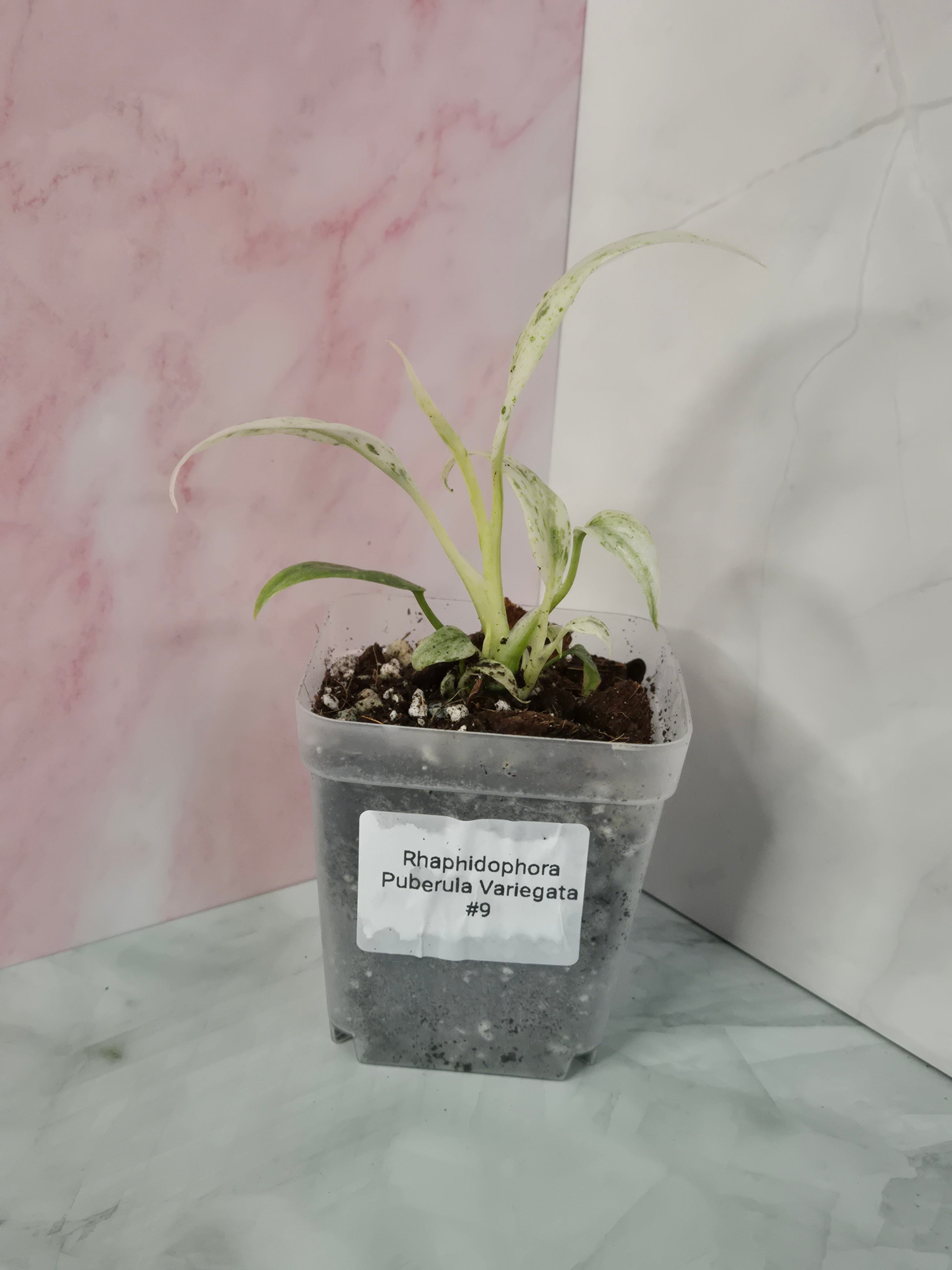 Rhaphidophora Puberula Variegata #9