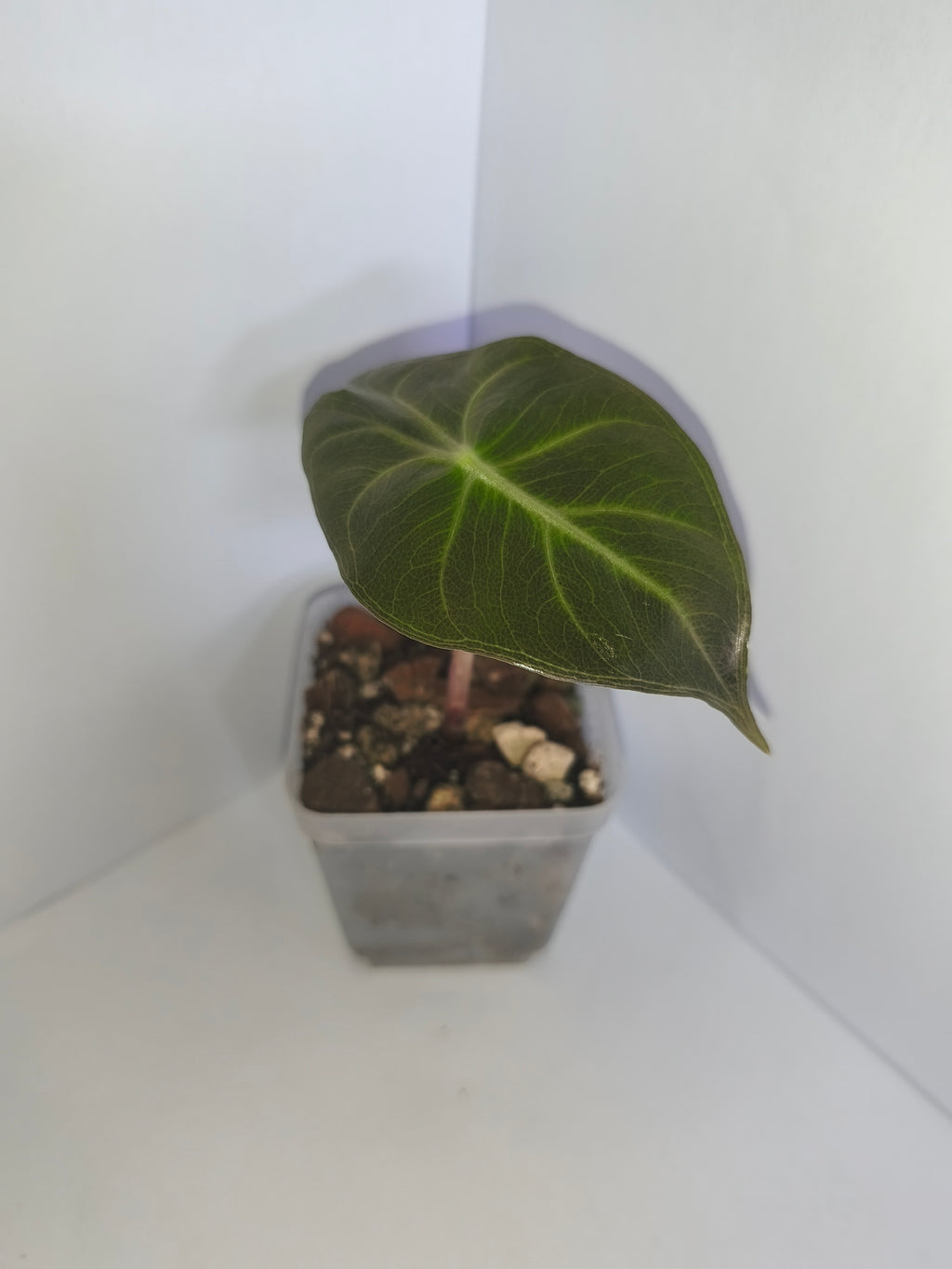 Alocasia Pink Dragon #3