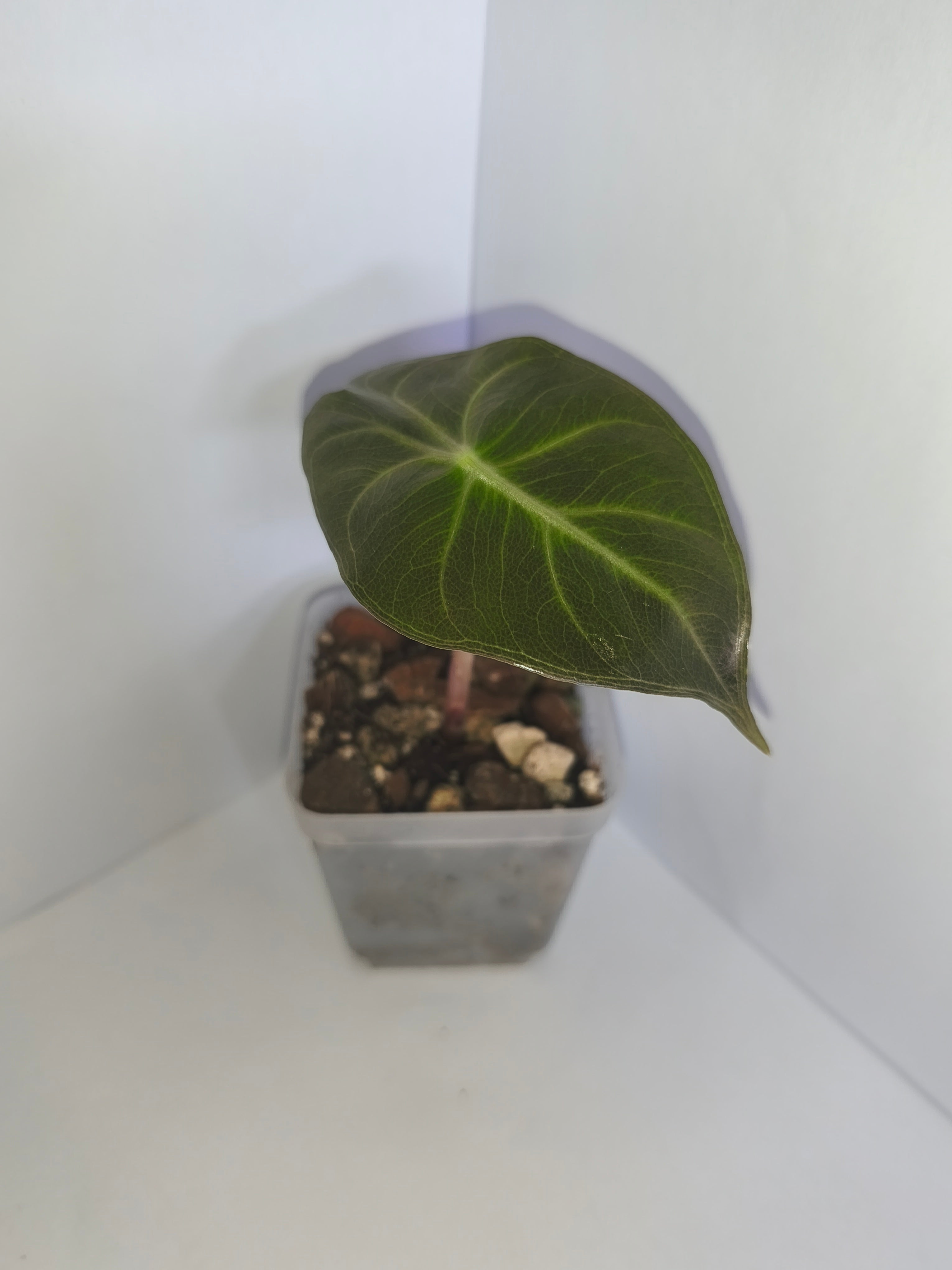 Alocasia Pink Dragon #3