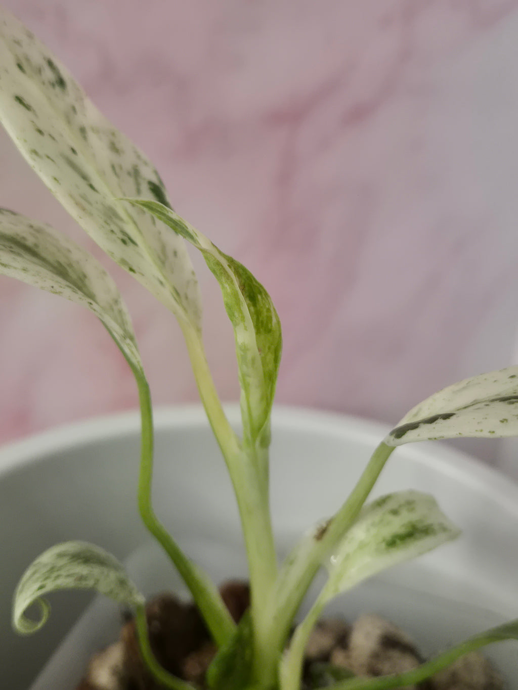 Rhaphidophora Puberula Variegata #15