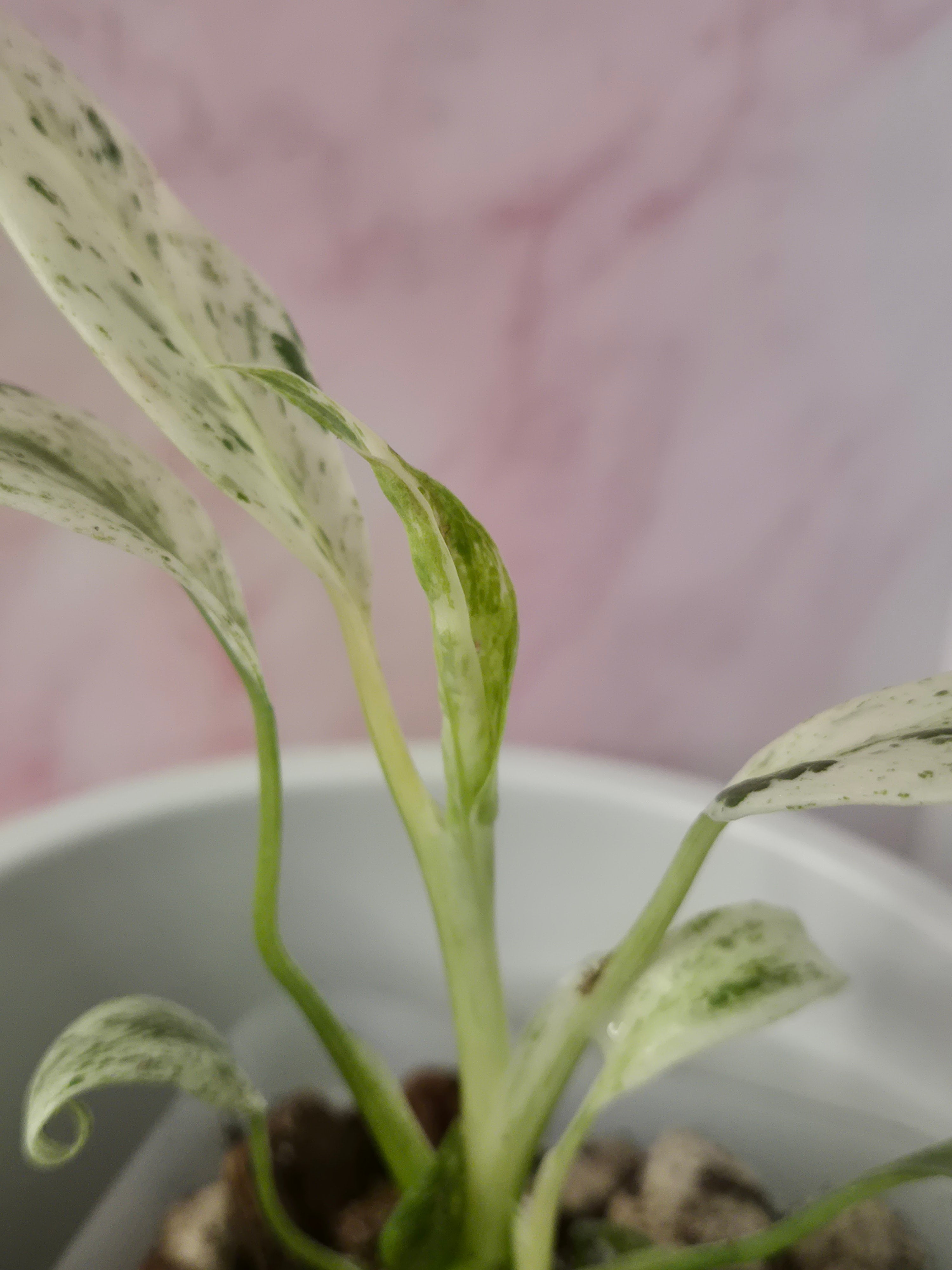 Rhaphidophora Puberula Variegata #15