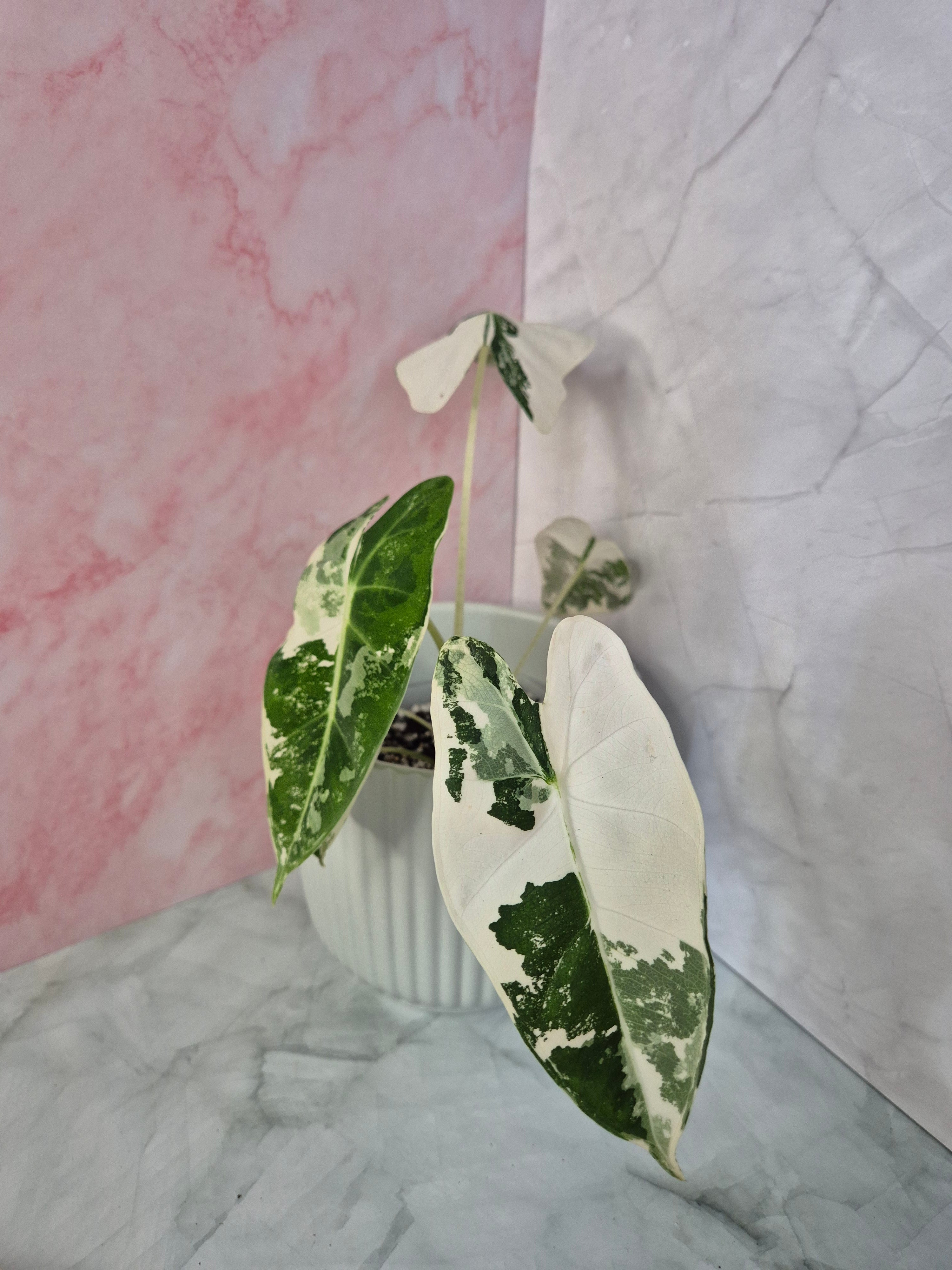 Alocasia Micholitziana Frydek Variegated #3