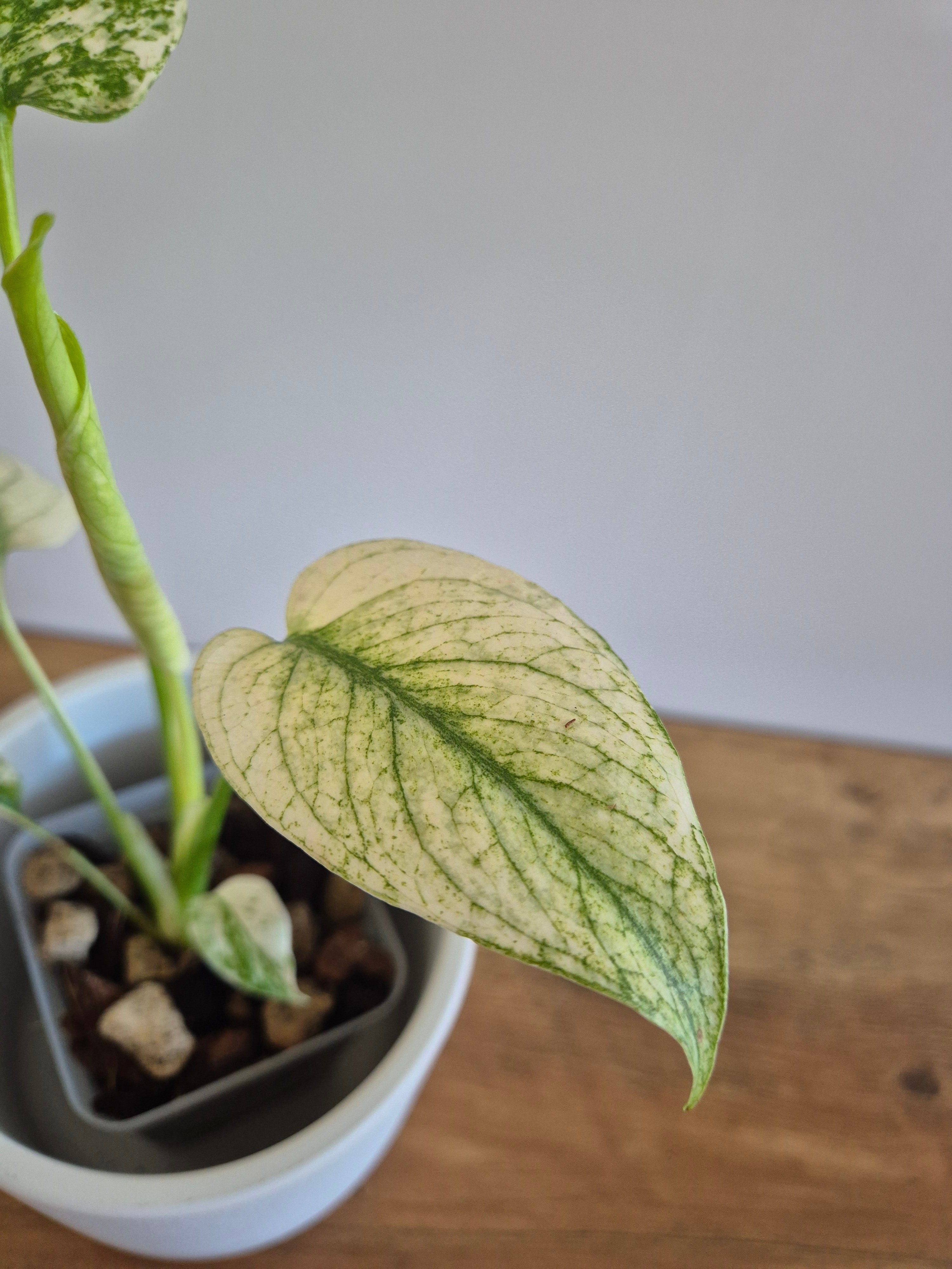 Monstera mint #1