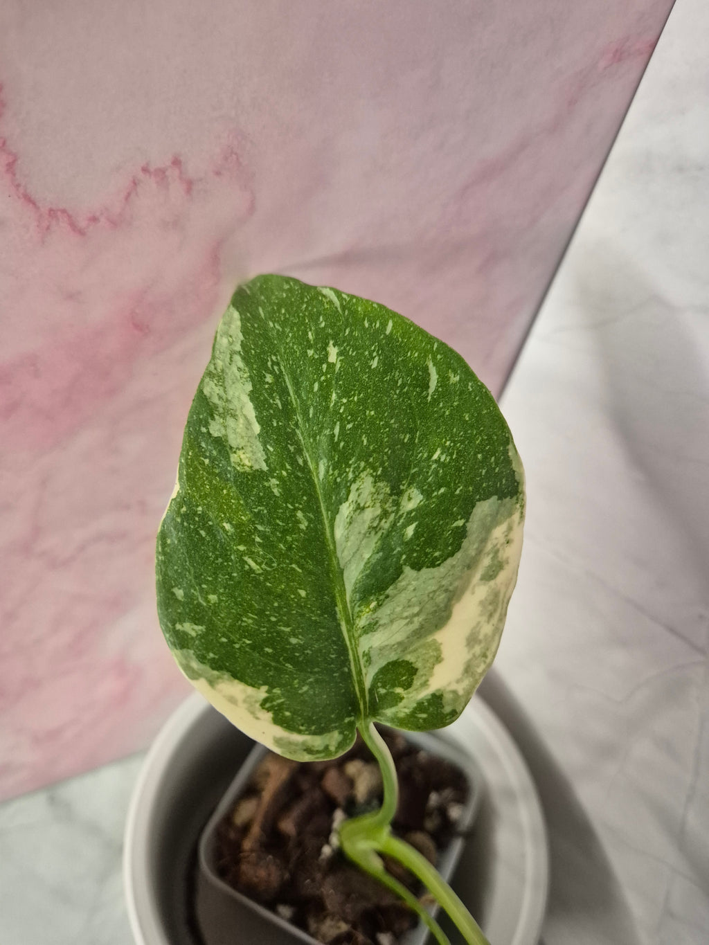Monstera Thai Constellation #14