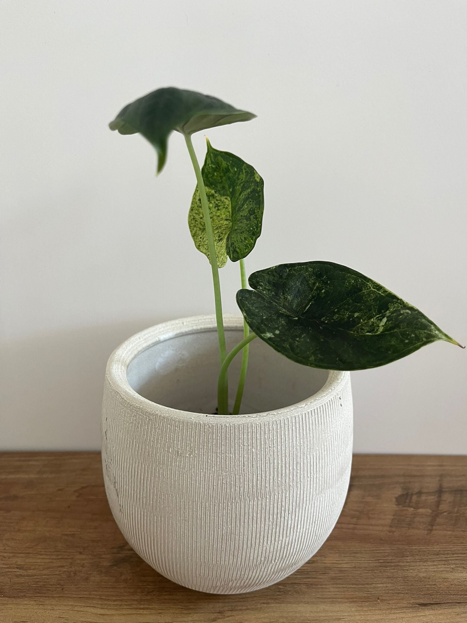 Alocasia Dragon Scale mint #6