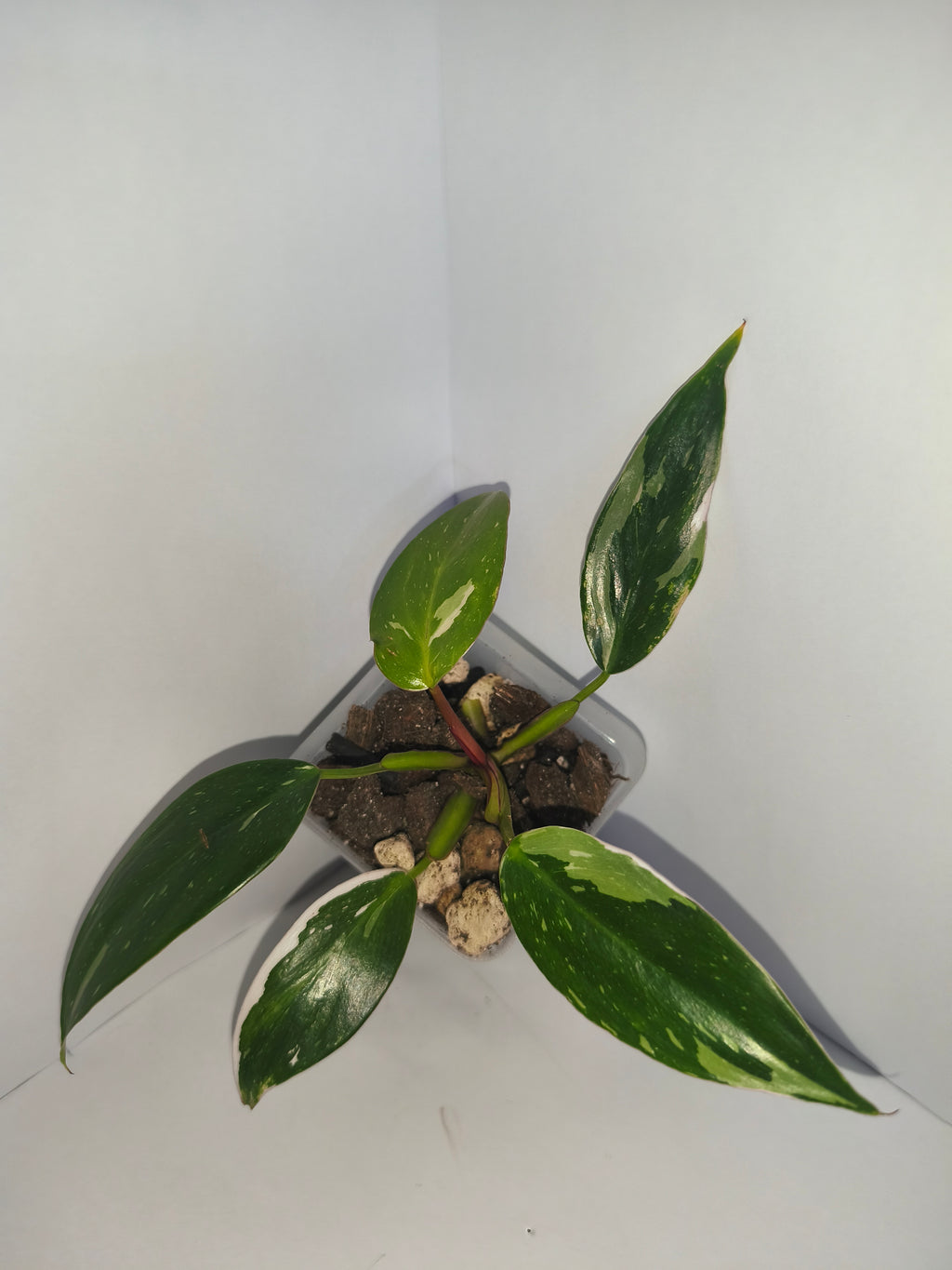 Philodendron White Princess #4