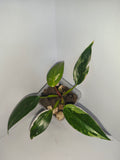 Philodendron White Princess #4