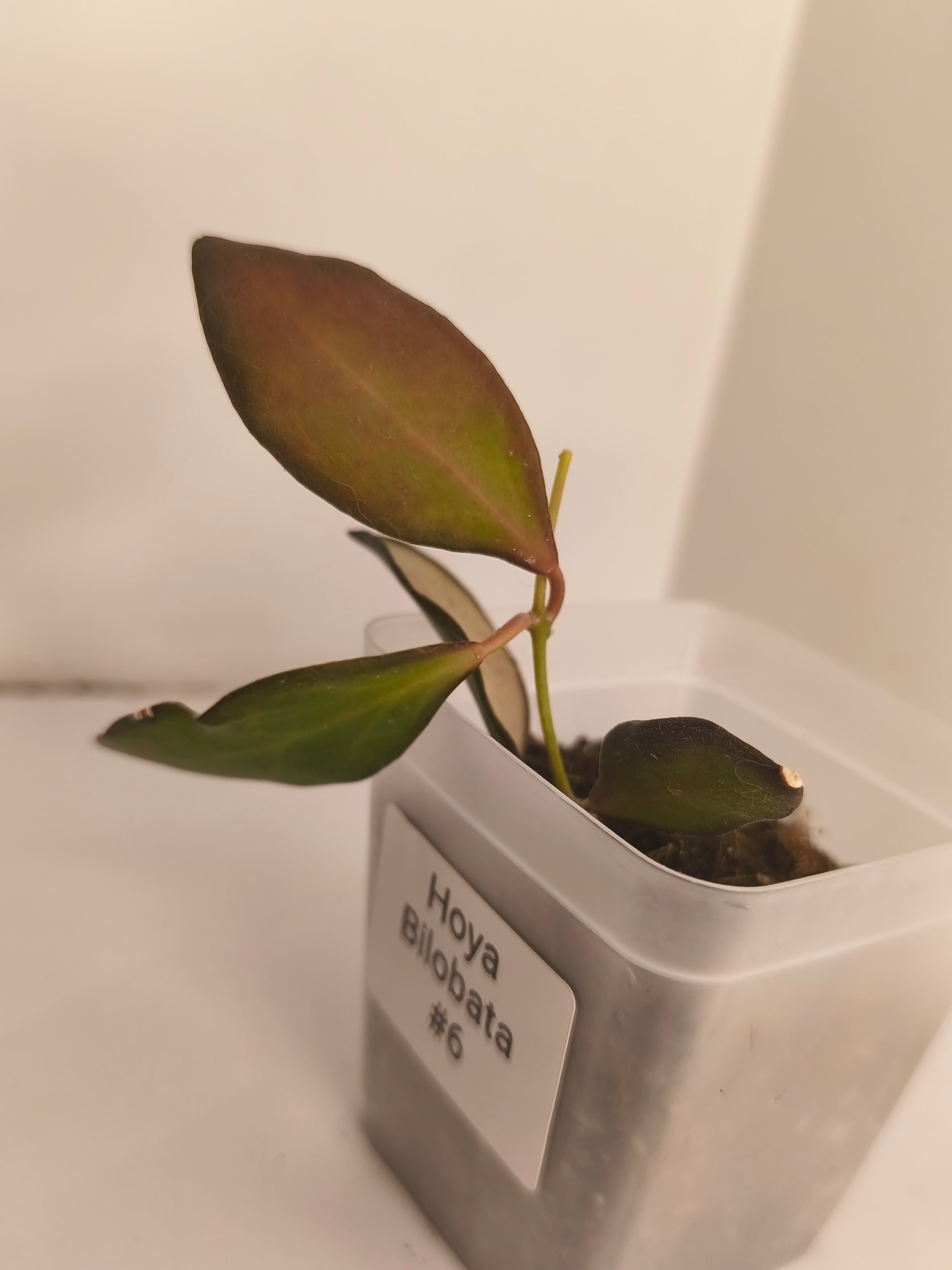 Hoya Bilobata #6