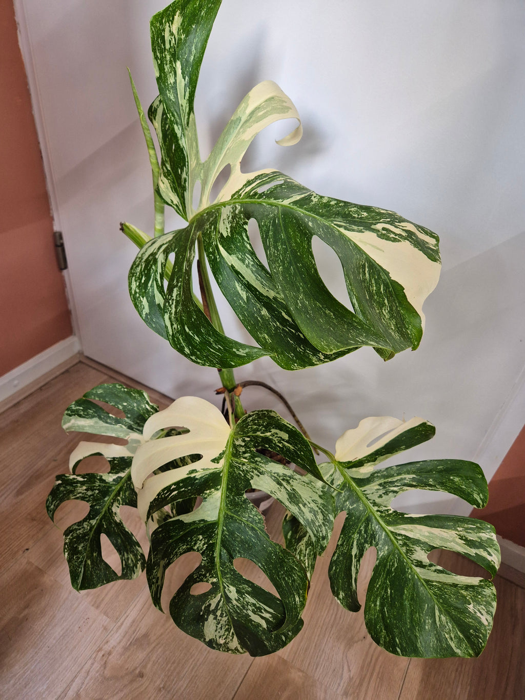 Monstera Thai Constellation #29