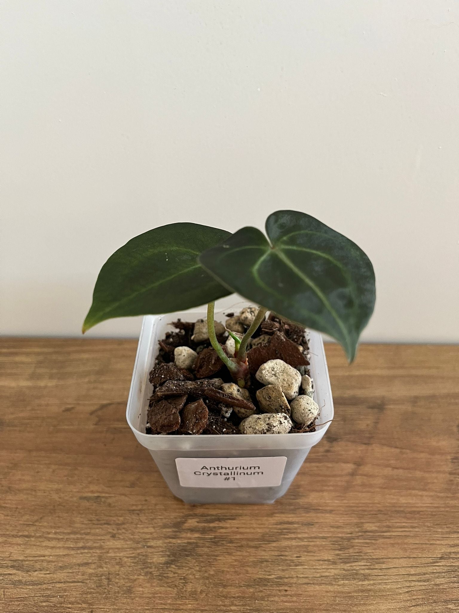 Anthurium Crystallinum #1