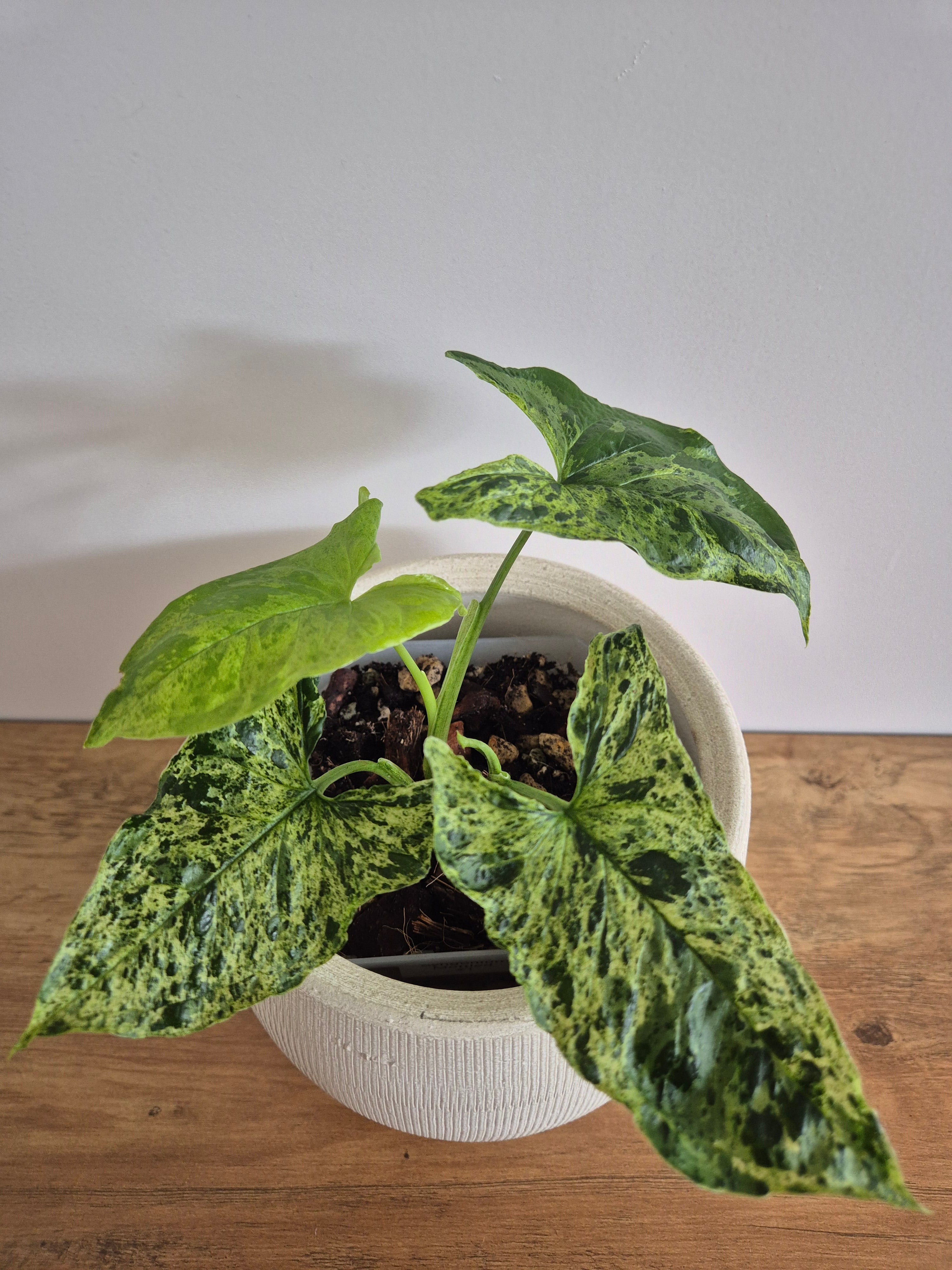 Syngonium Mottled #1