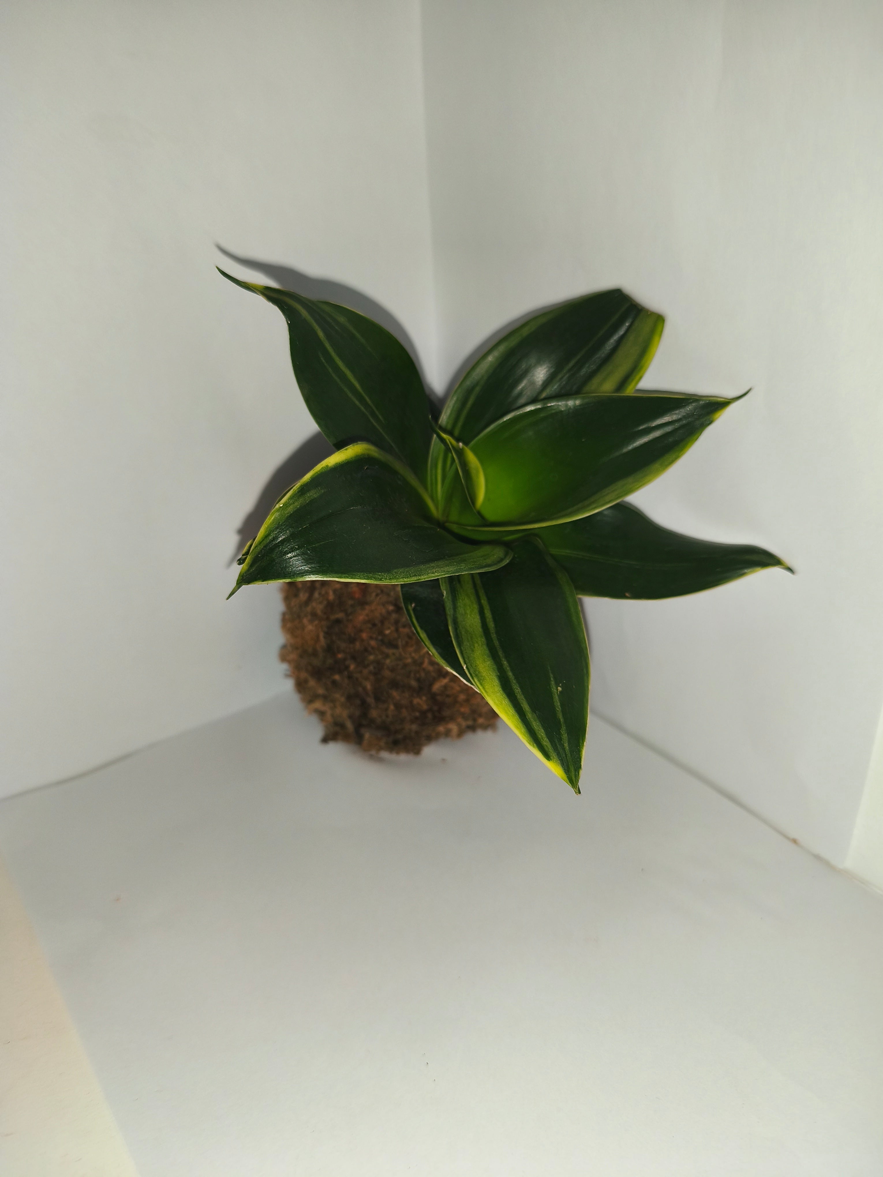 Kokedama #4