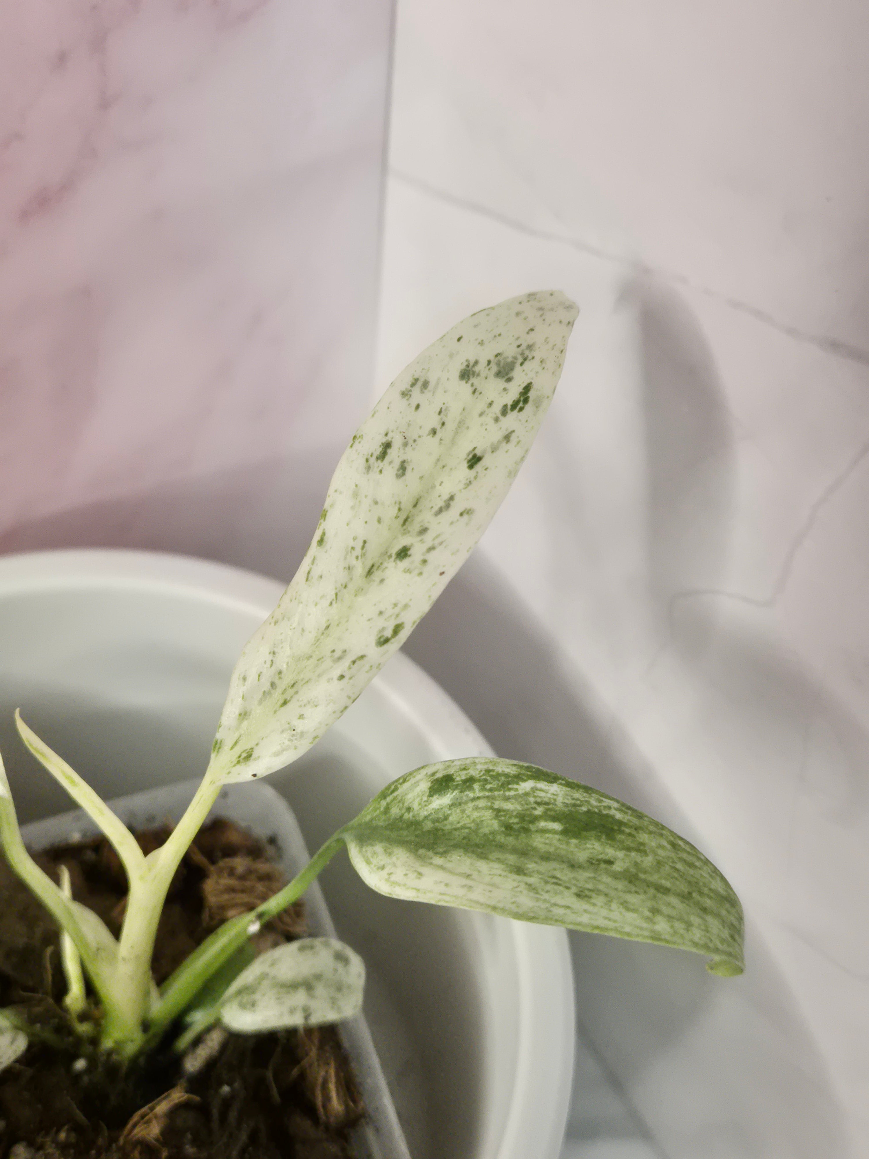 Rhaphidophora Puberula Variegata #16