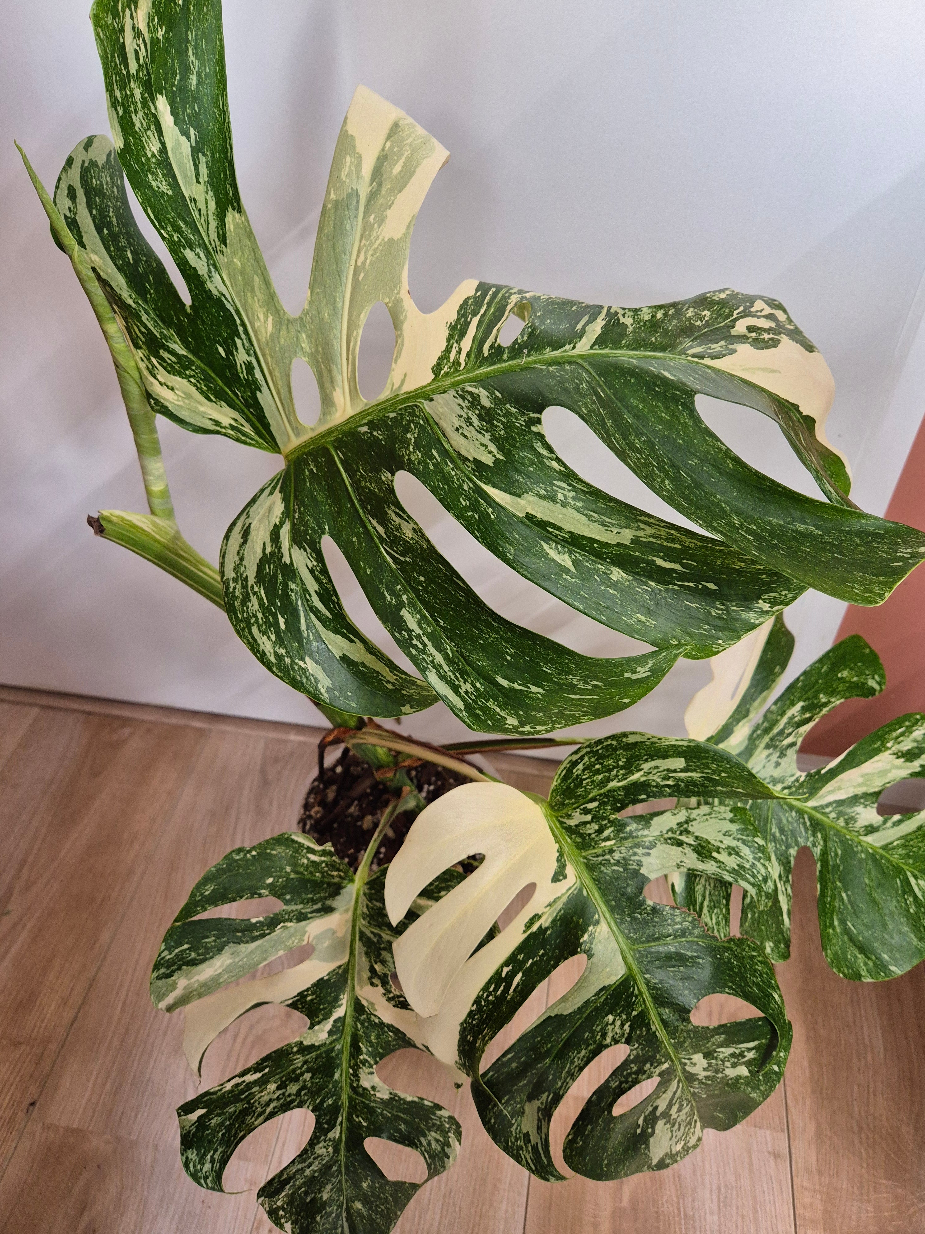 Monstera Thai Constellation #29