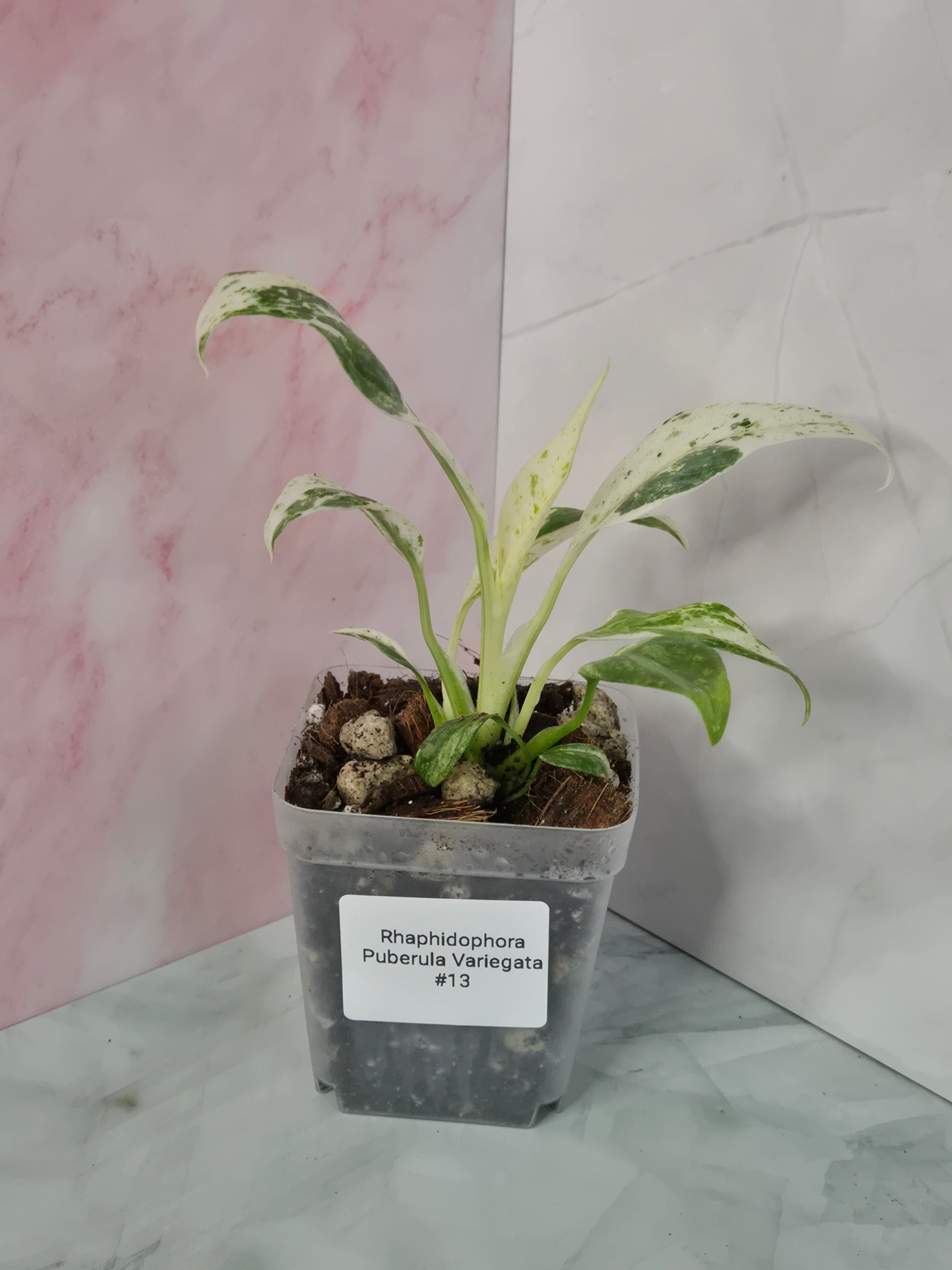 Rhaphidophora Puberula Variegata #13