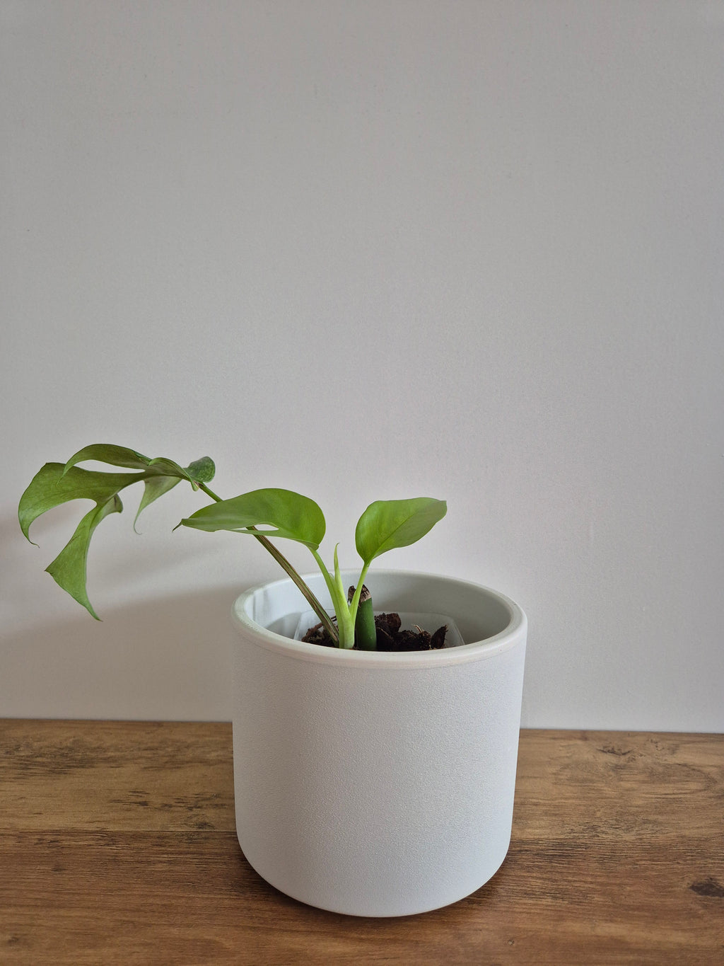 Monstera Minima #2 (Rhaphidophora Tetrasperma)