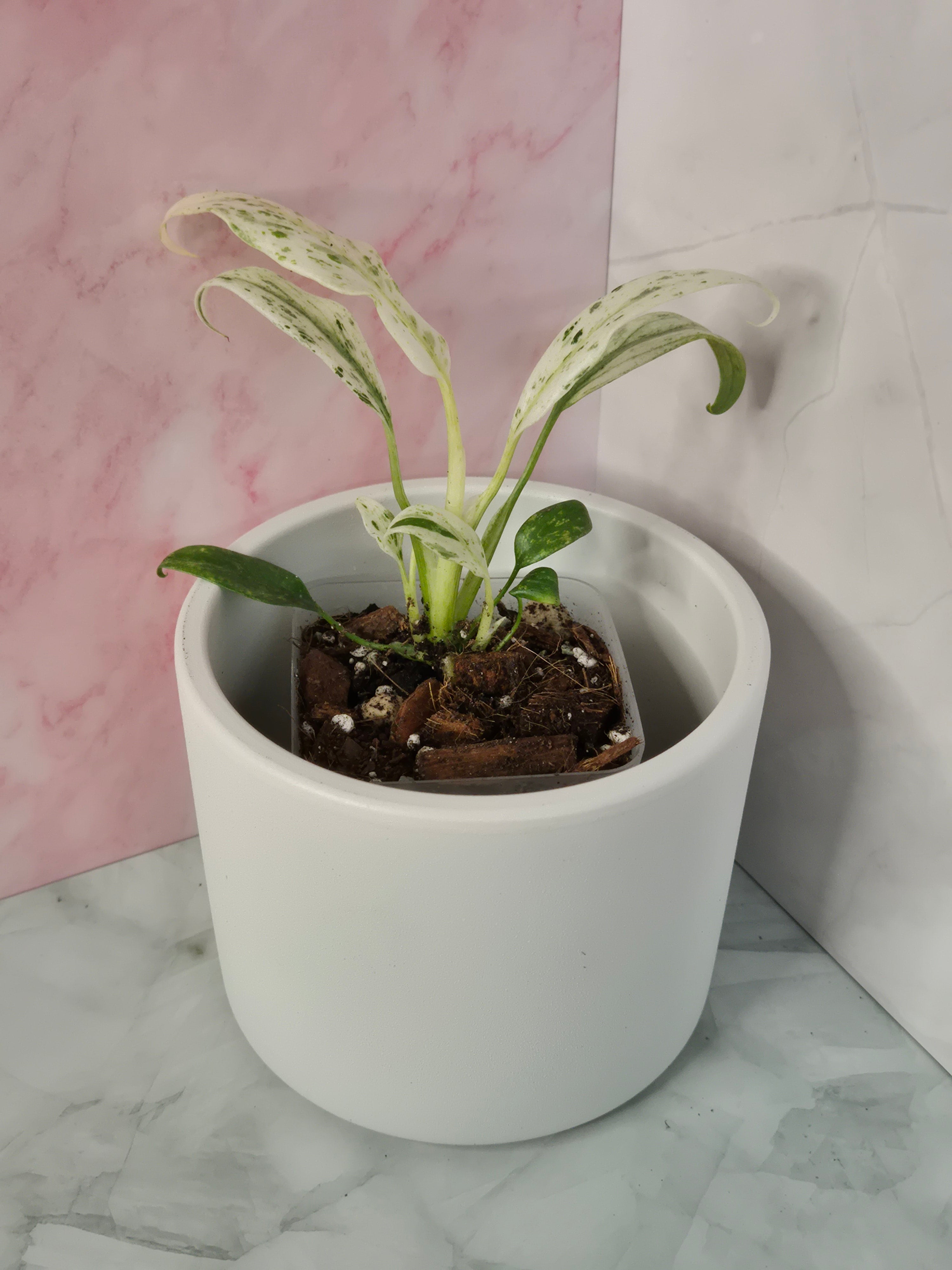 Rhaphidophora Puberula Variegata #17