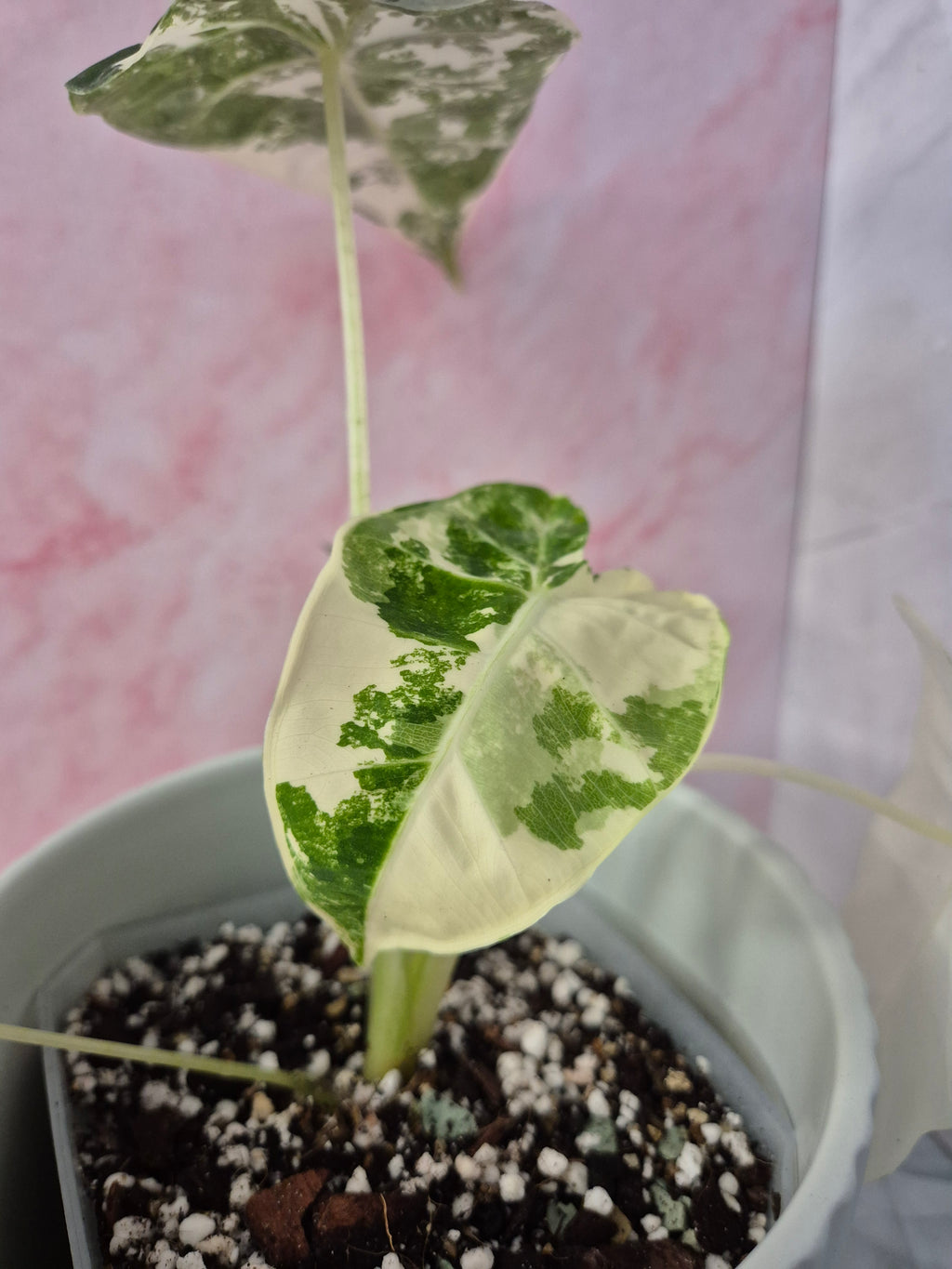 Alocasia Micholitziana Frydek Variegated #1