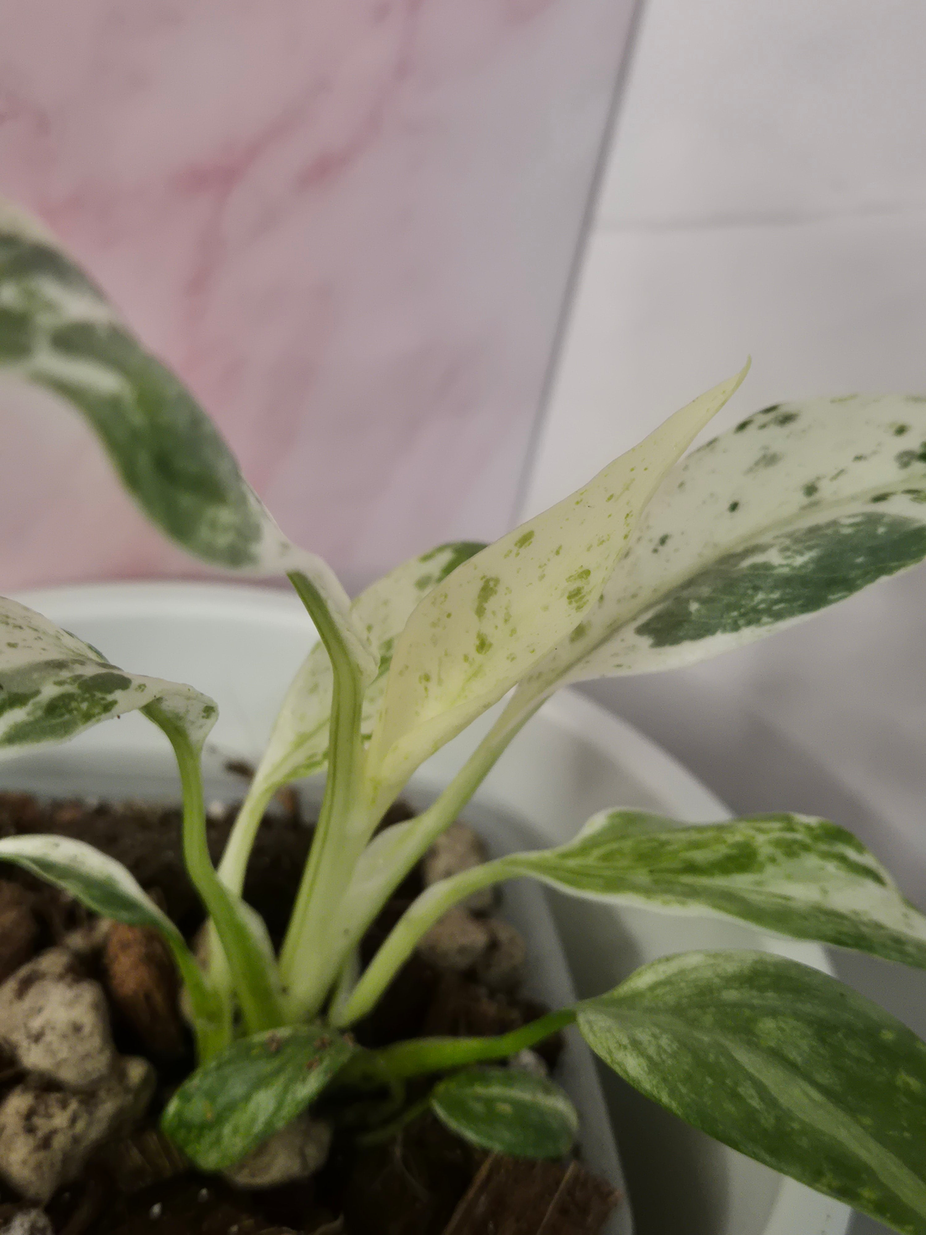 Rhaphidophora Puberula Variegata #13