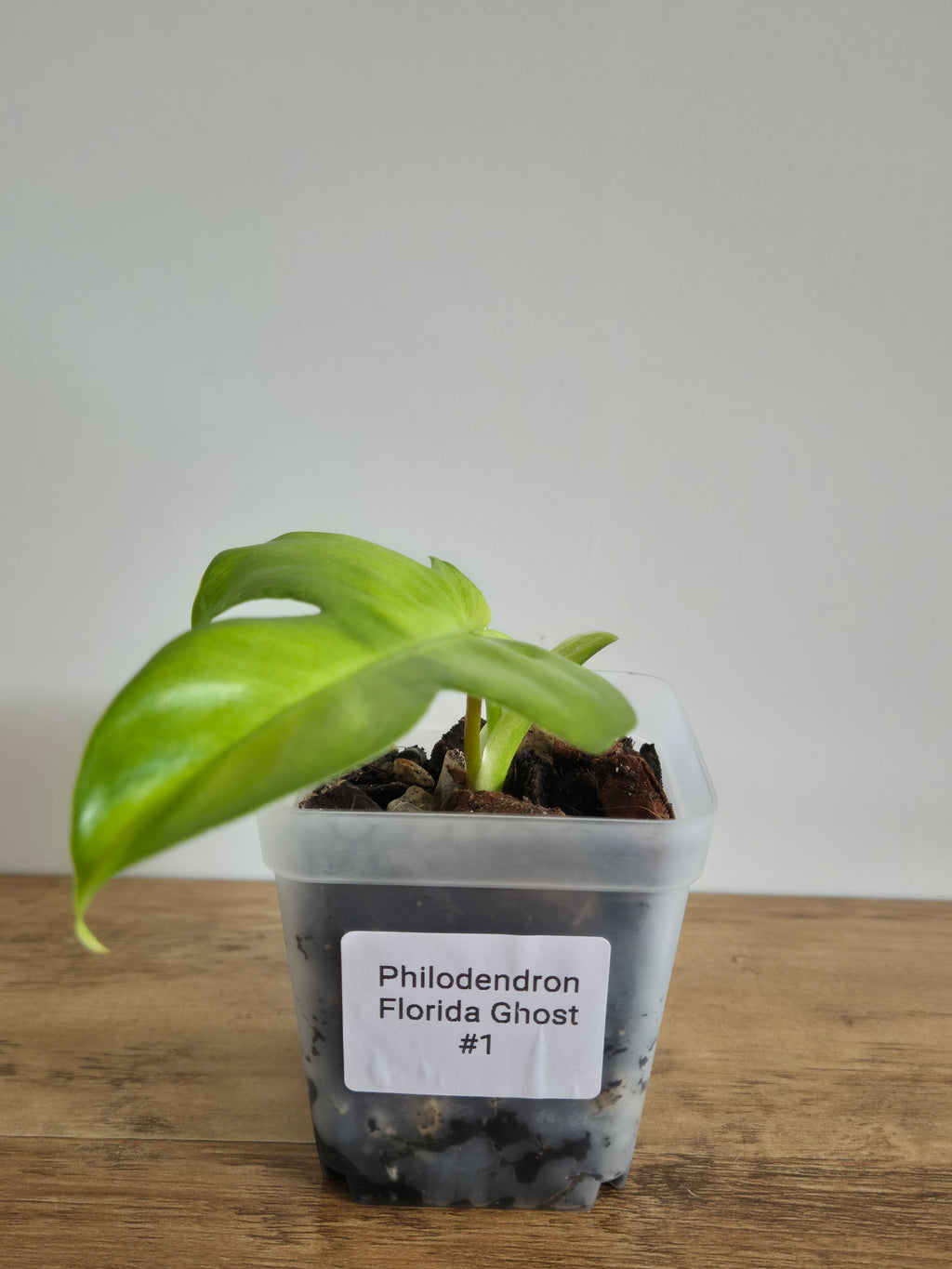 Philodendron Florida Ghost #1