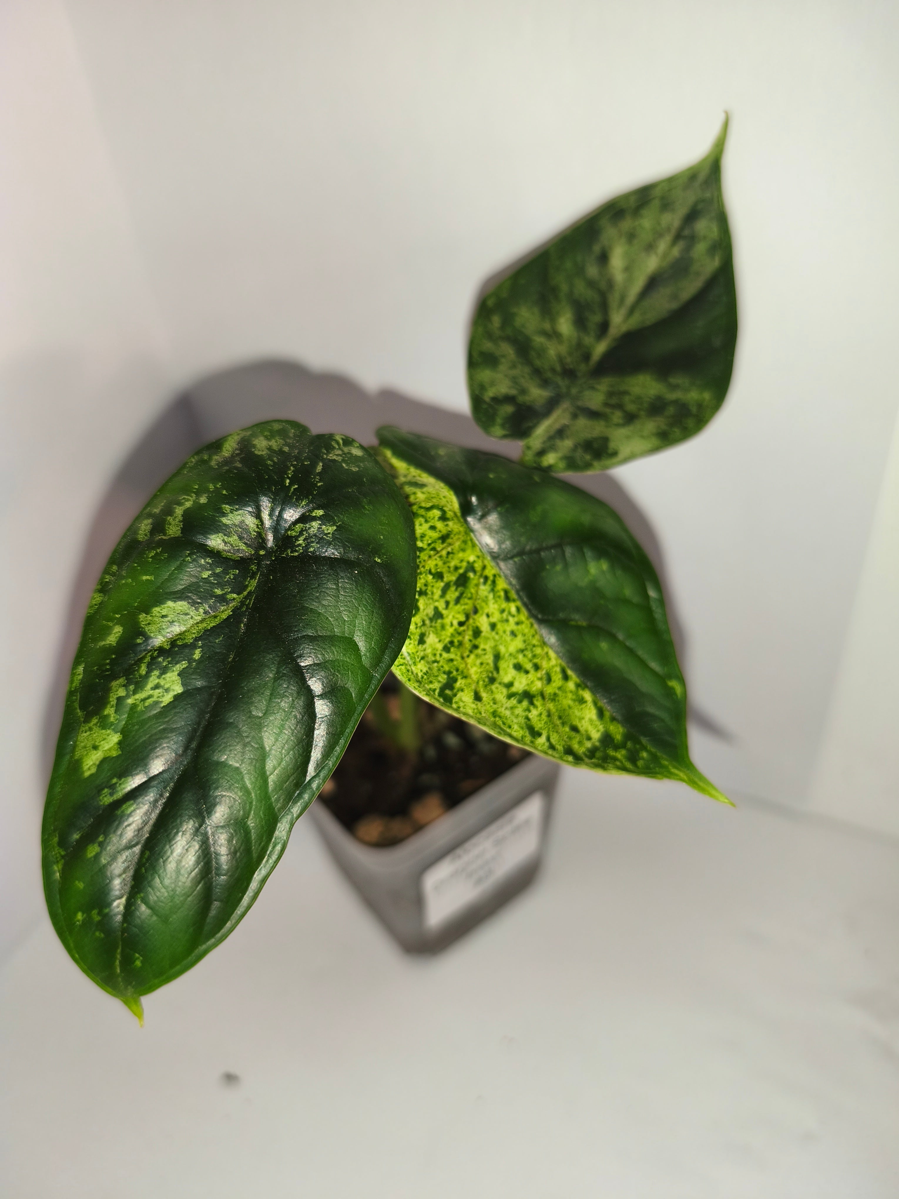 Alocasia Dragon Scale mint #3