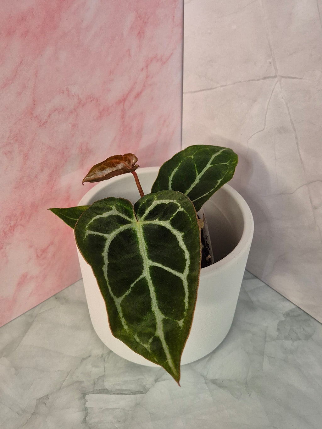 Anthurium Crystallinum x Magnificum #3