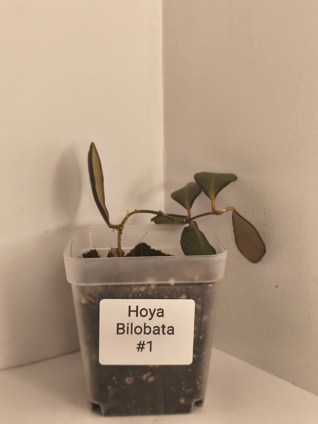 Hoya Bilobata #1