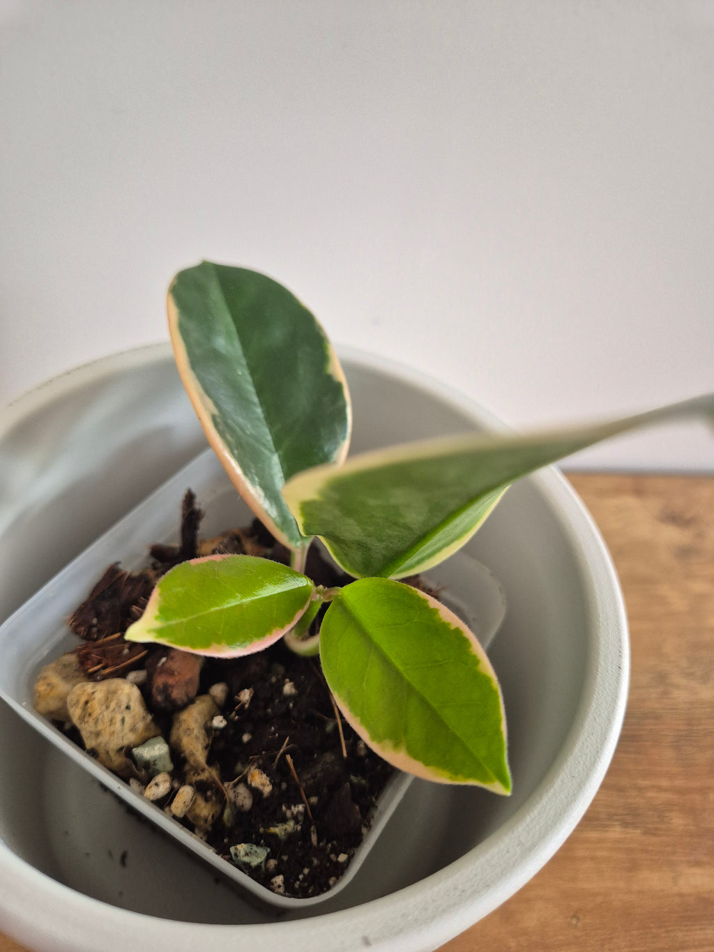 Hoya Australis Variegated #4